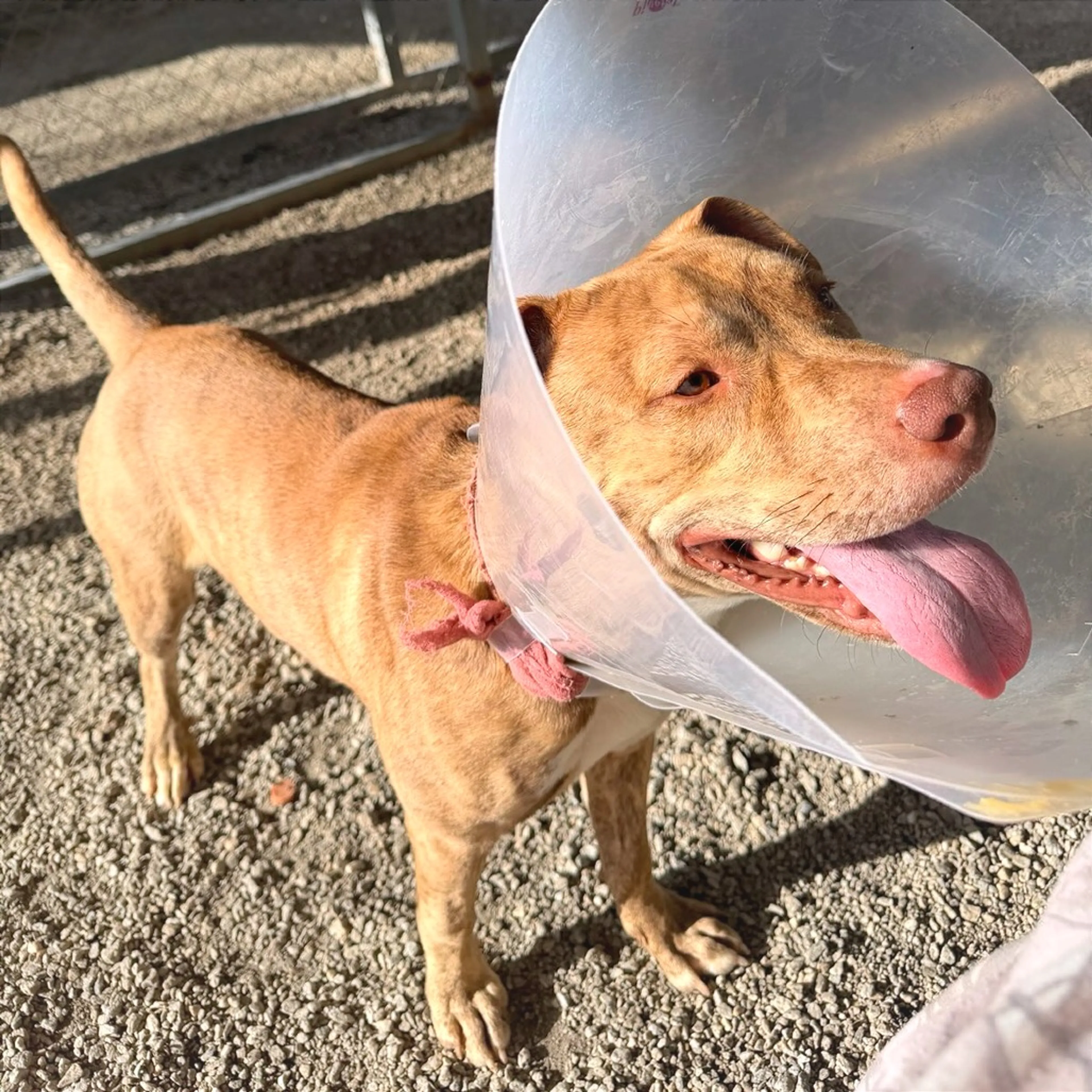 Found pet-16