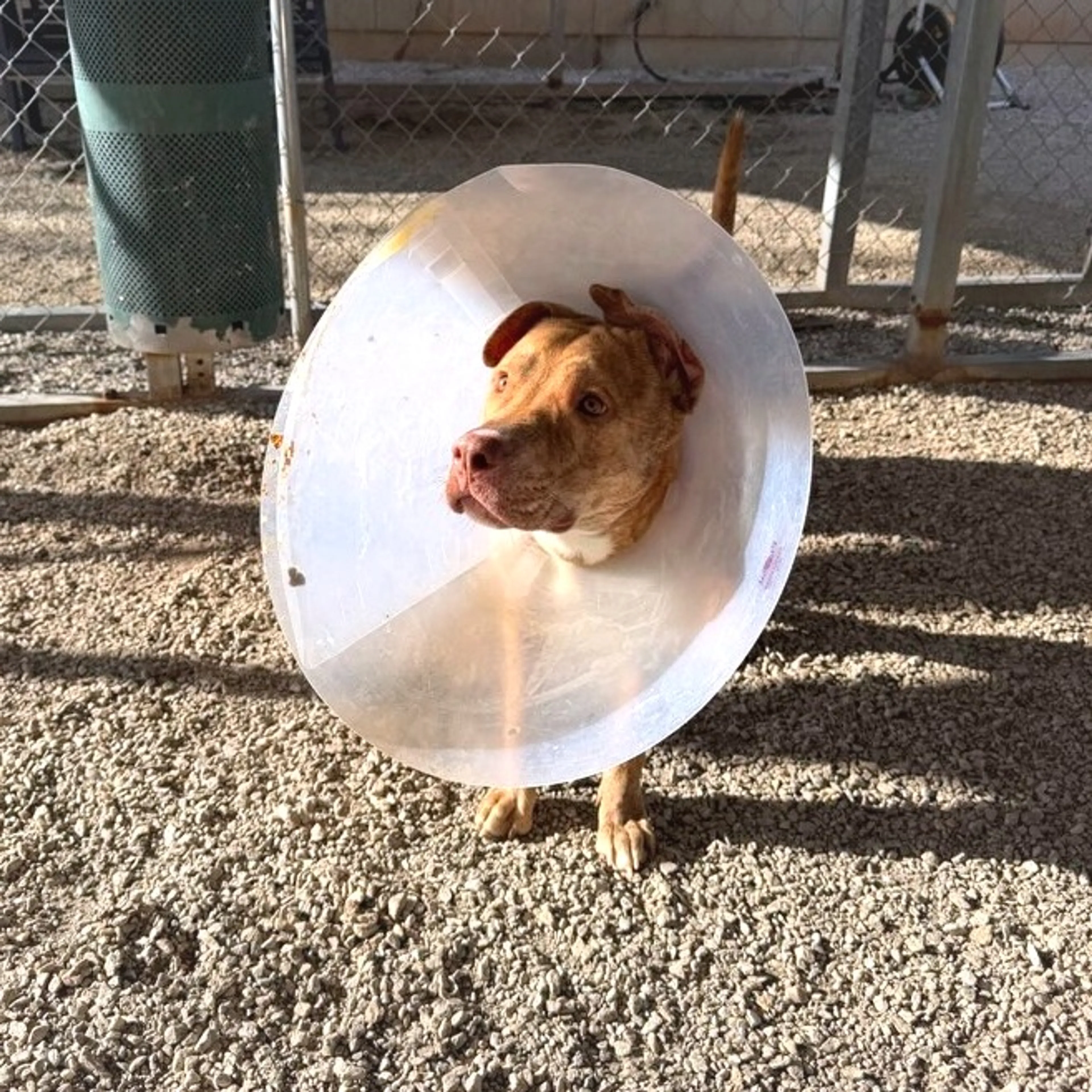 Found pet-11