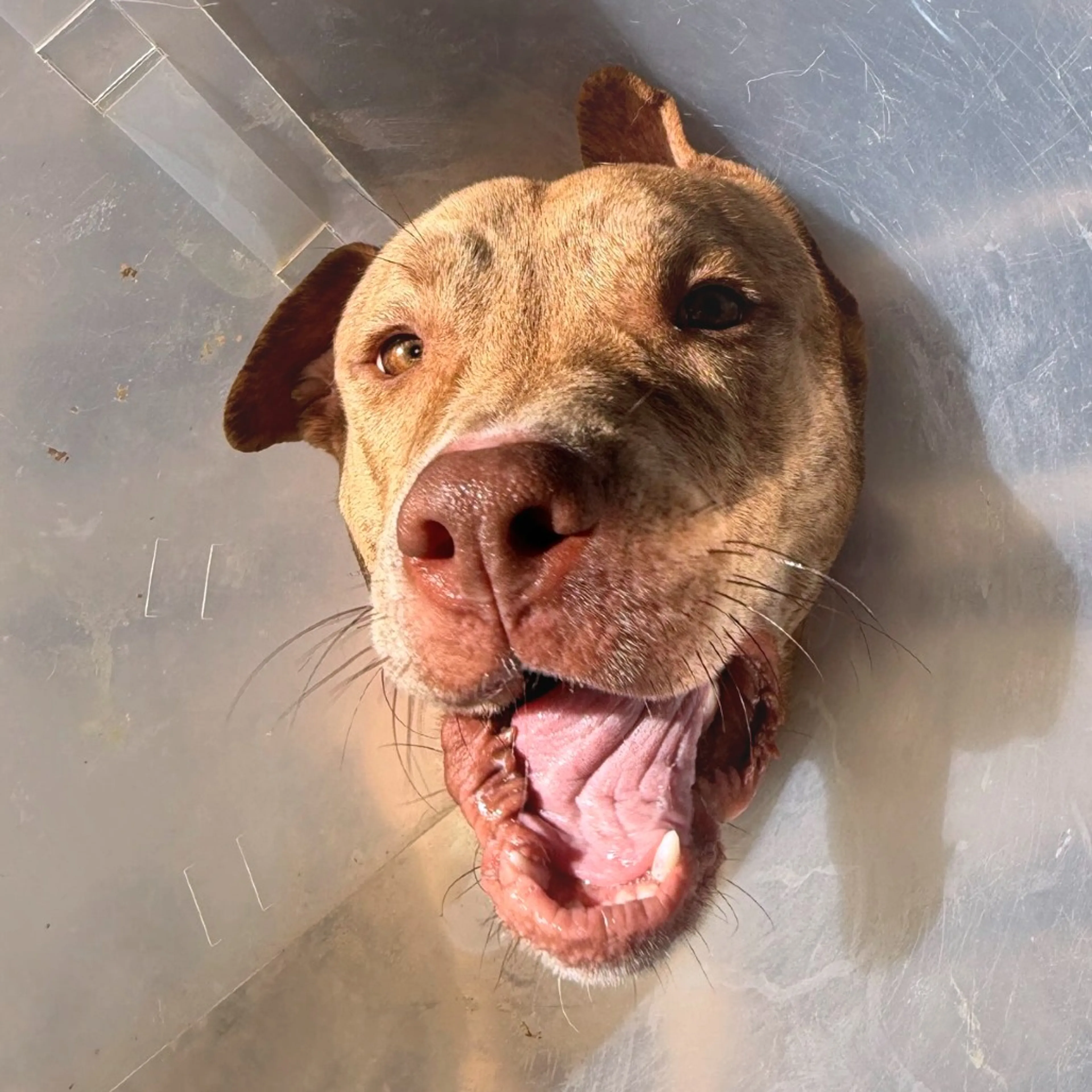 Found pet-8