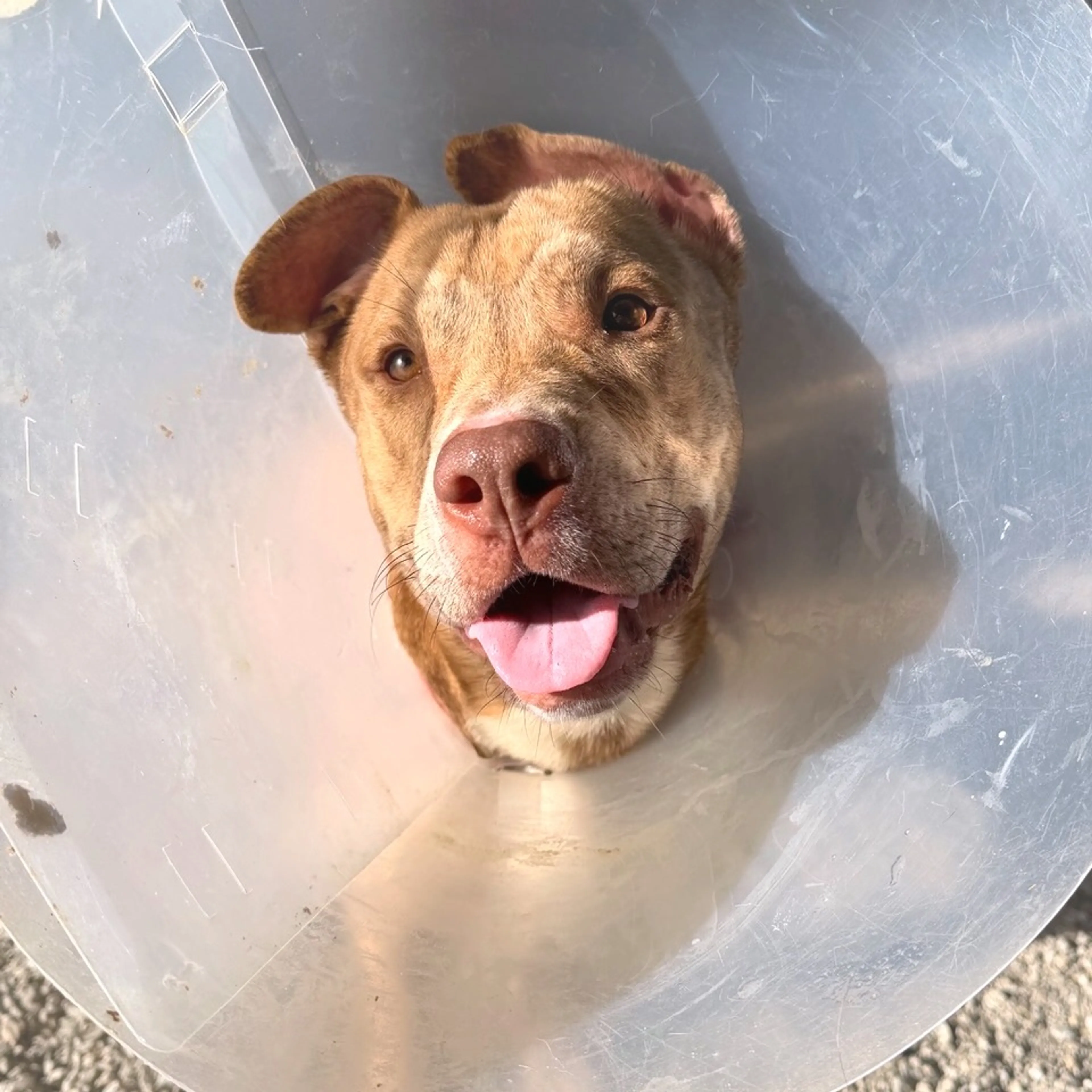 Found pet-3