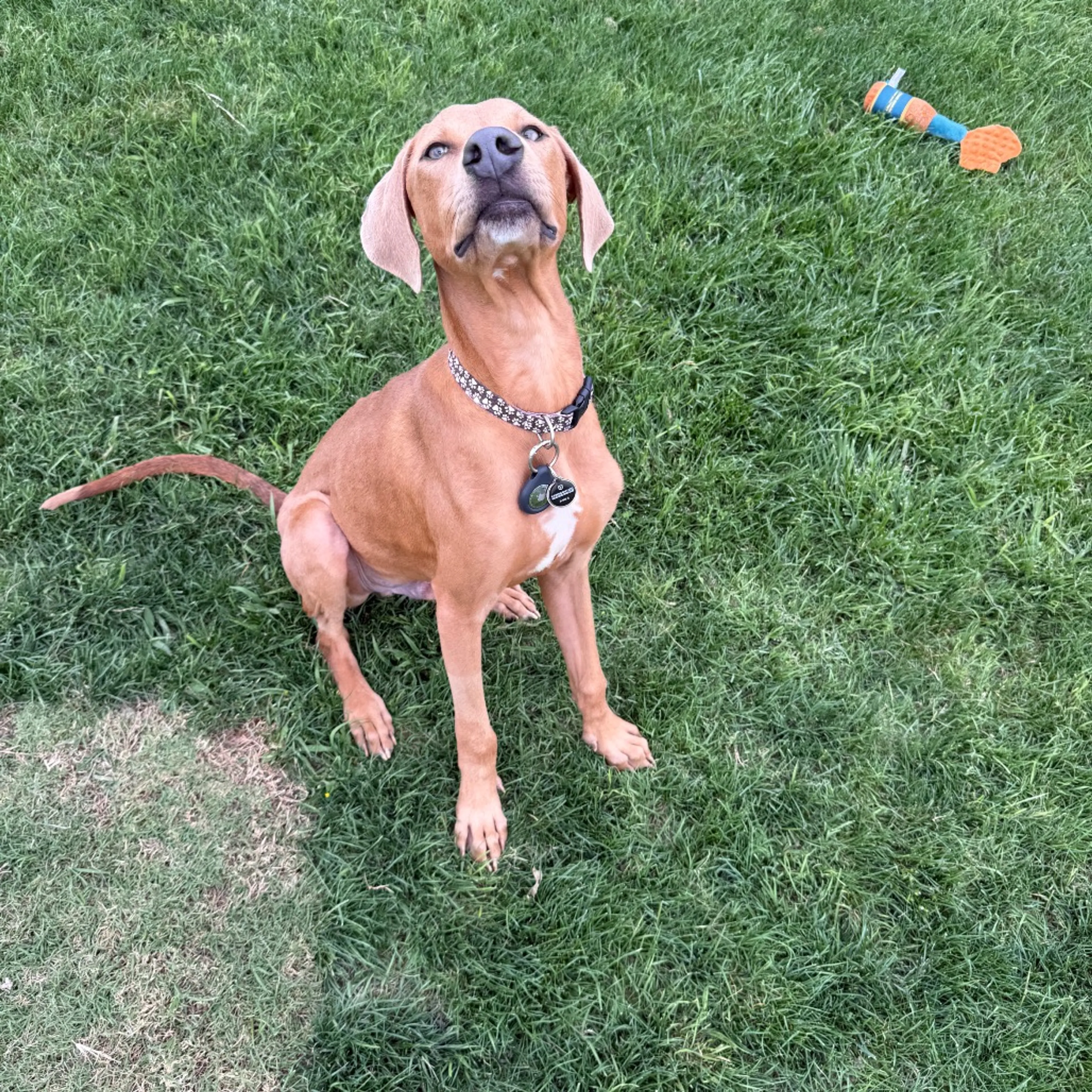 Found pet-6