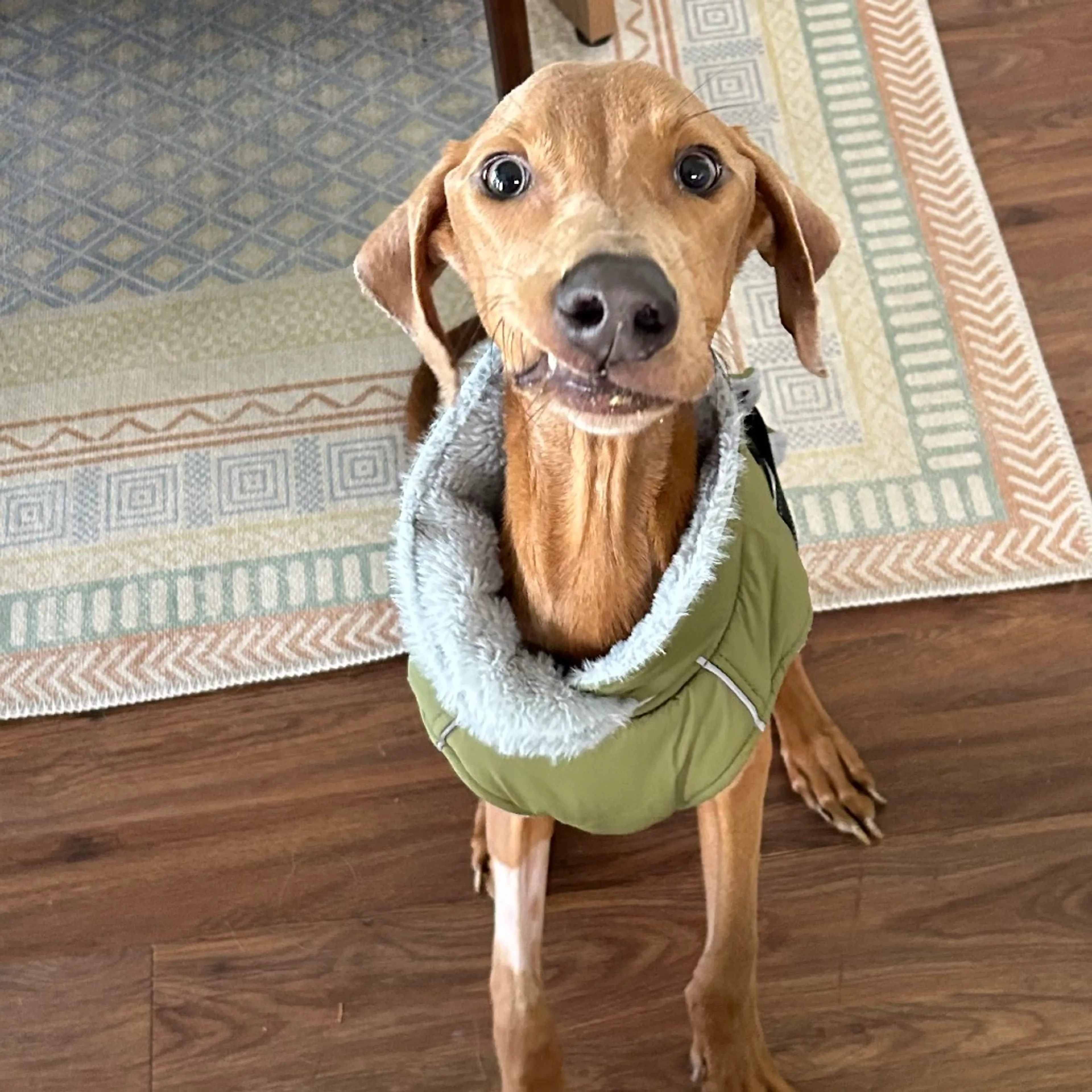Found pet-2