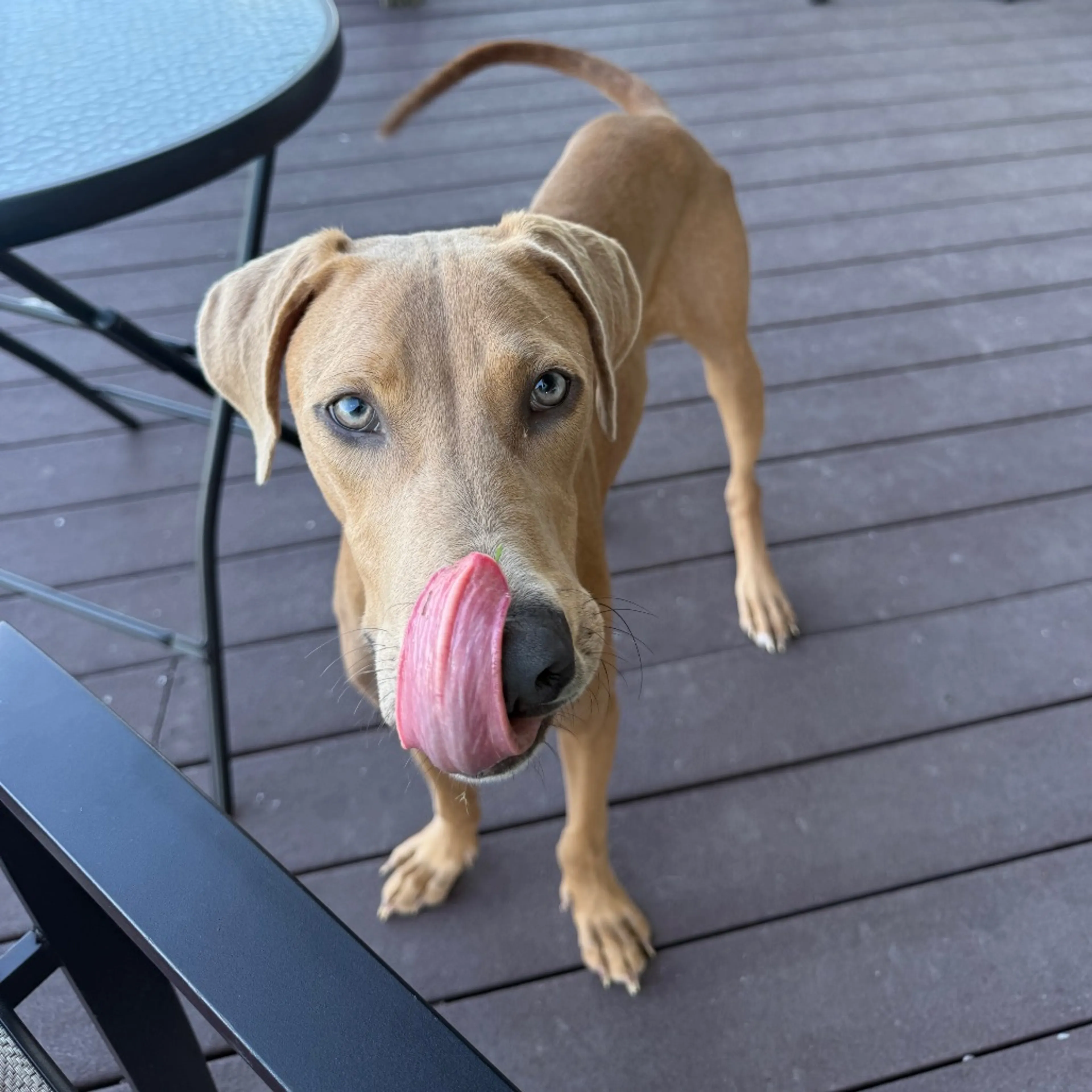 Found pet-8