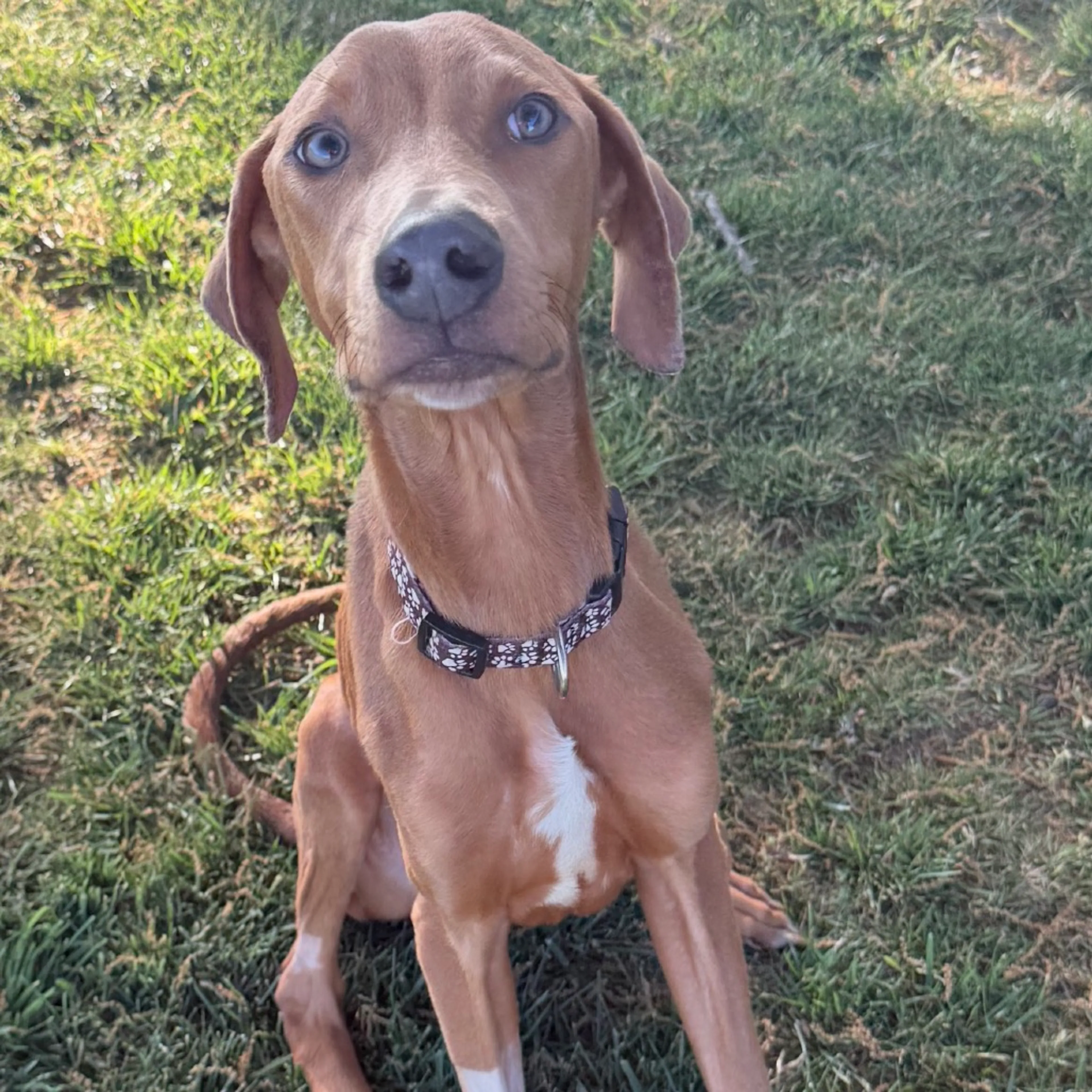 Found pet-5
