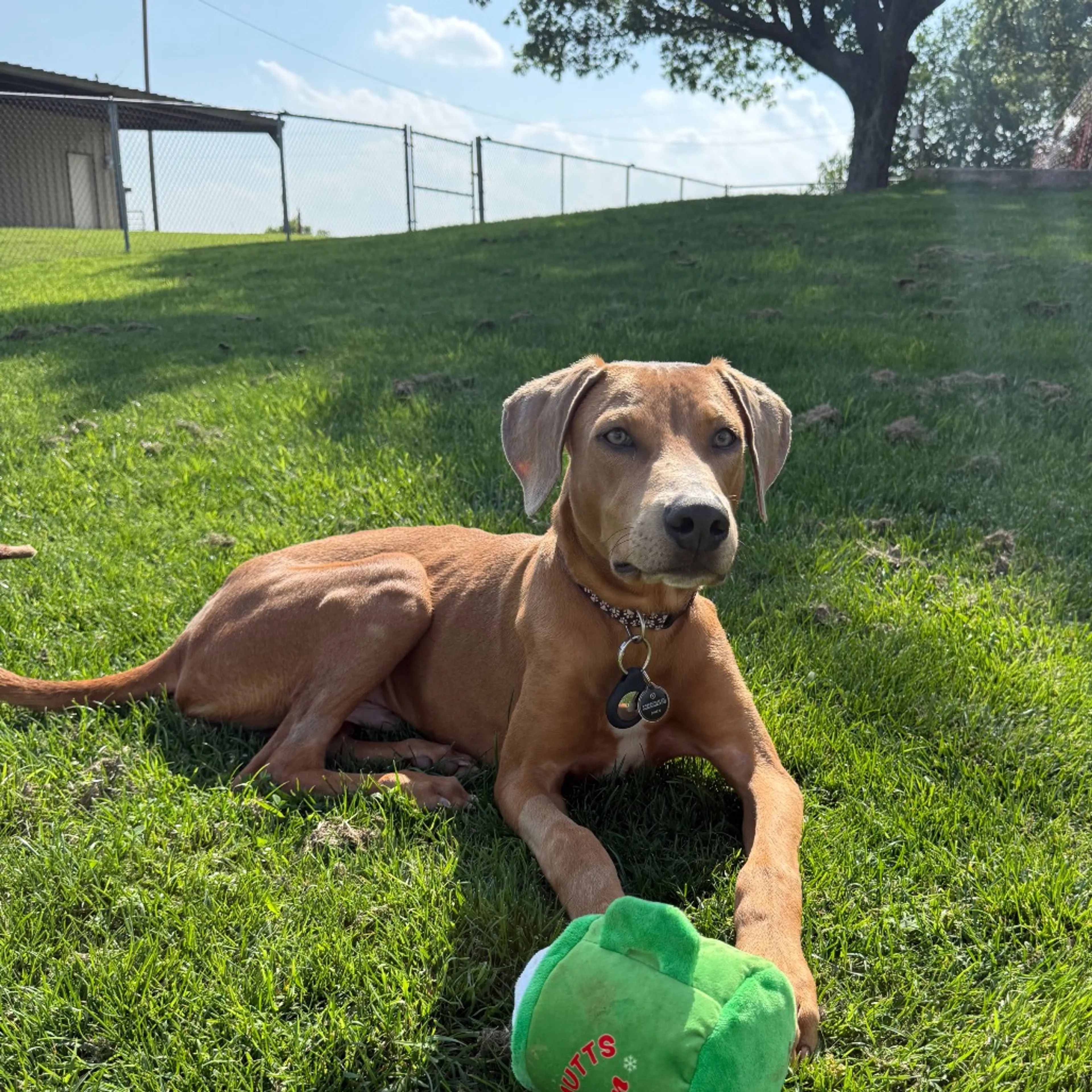 Found pet-6