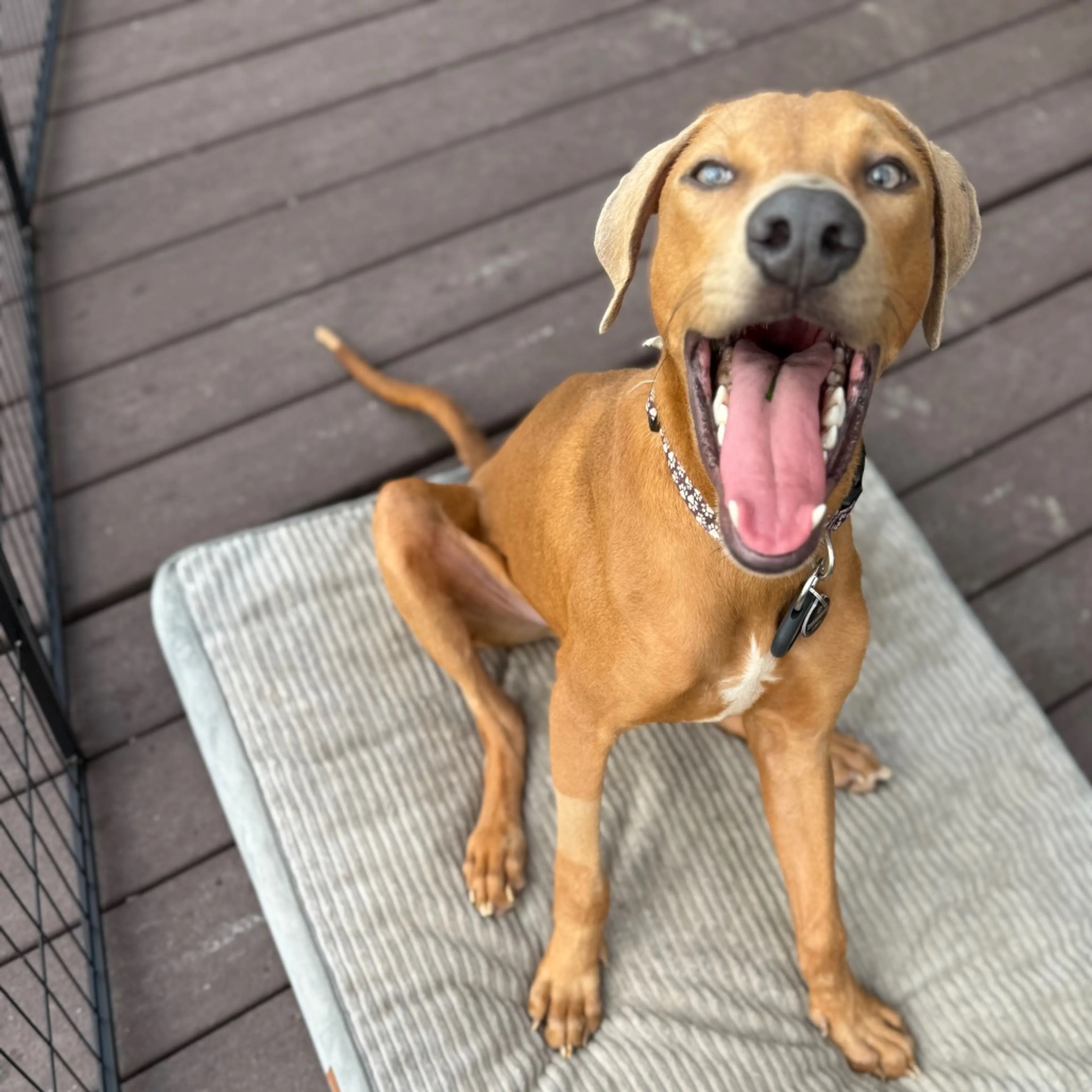 Found pet-5