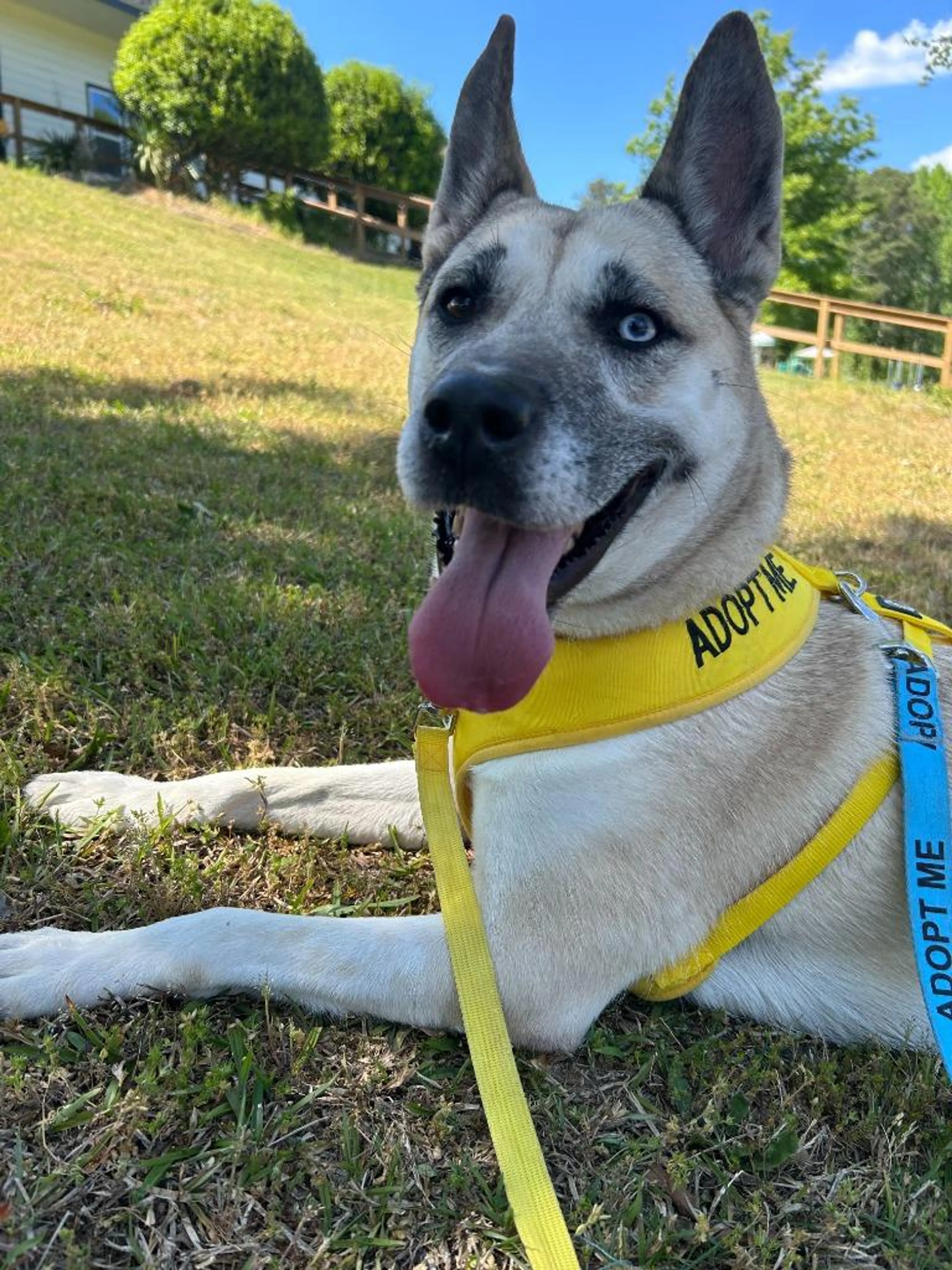 Found pet-3