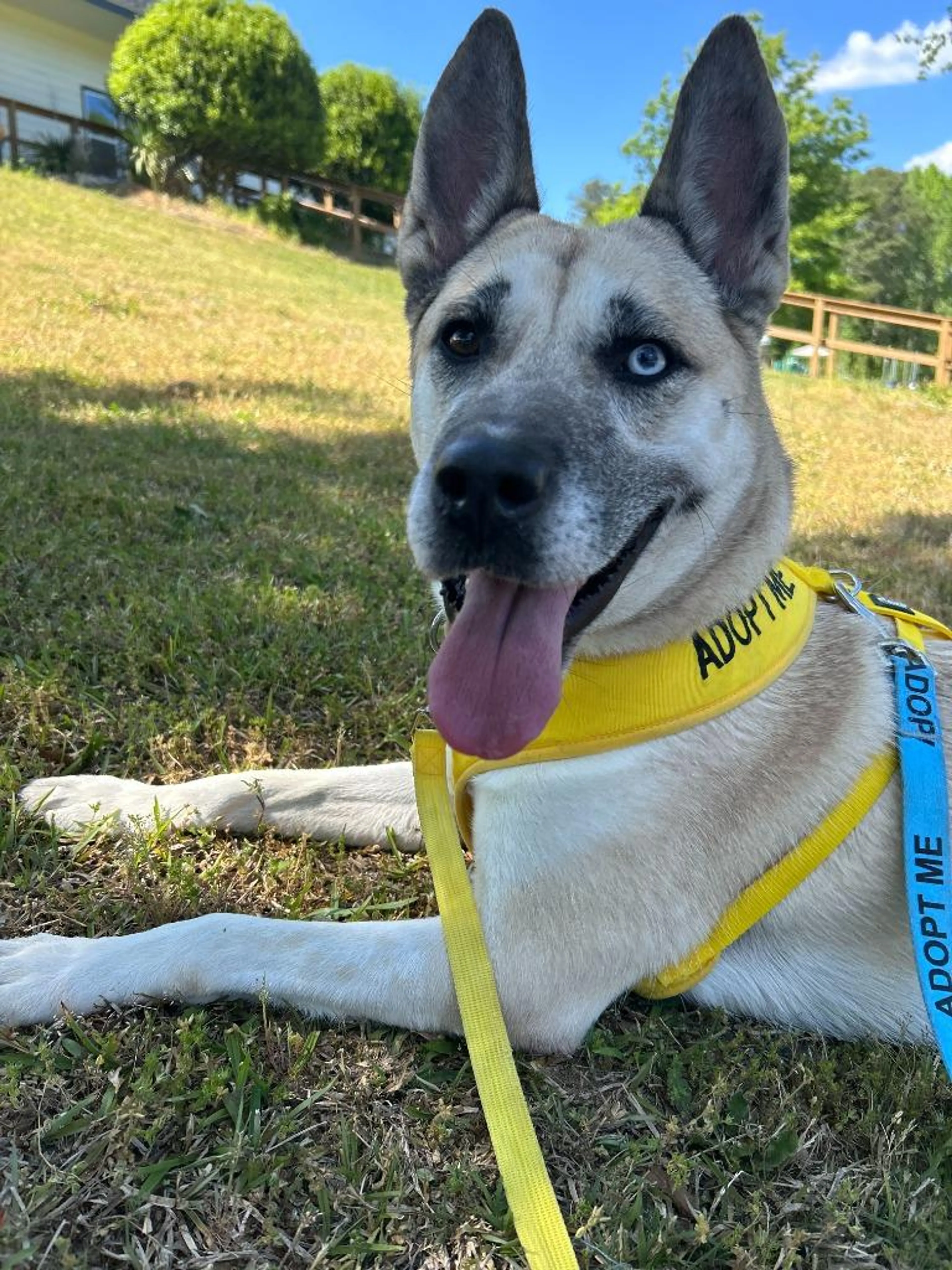 Found pet-4