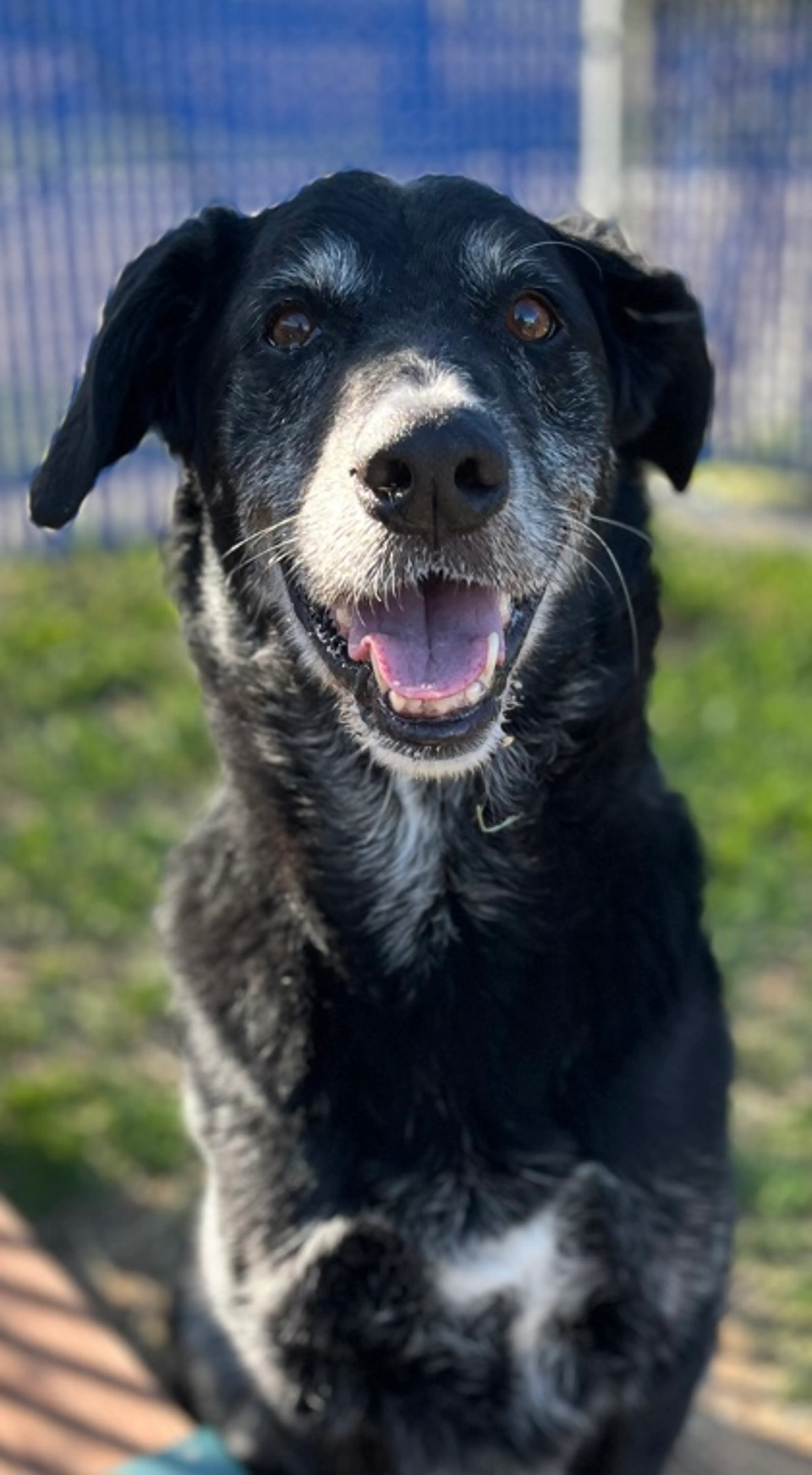 Found pet-1