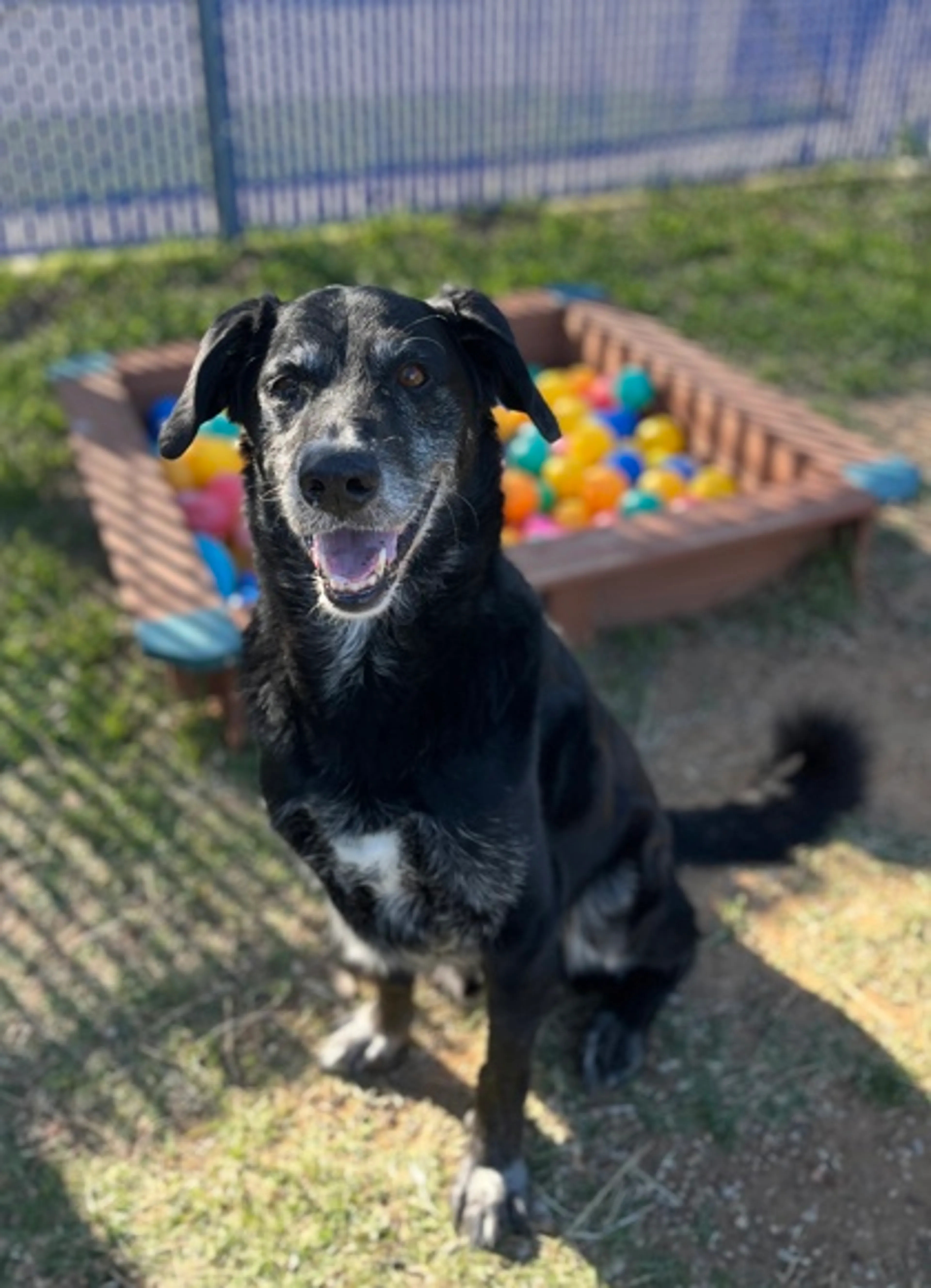 Found pet-2
