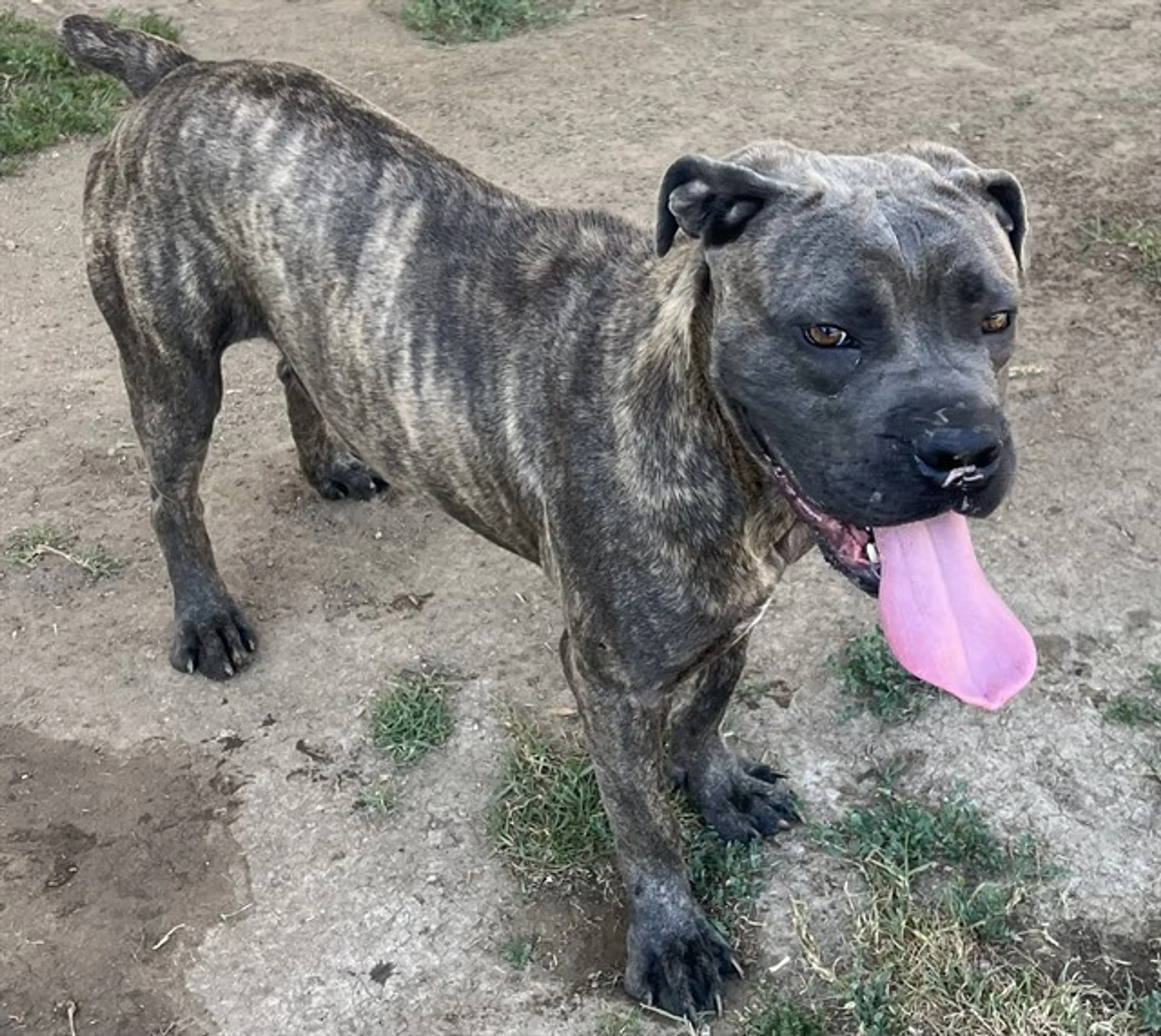 Found pet