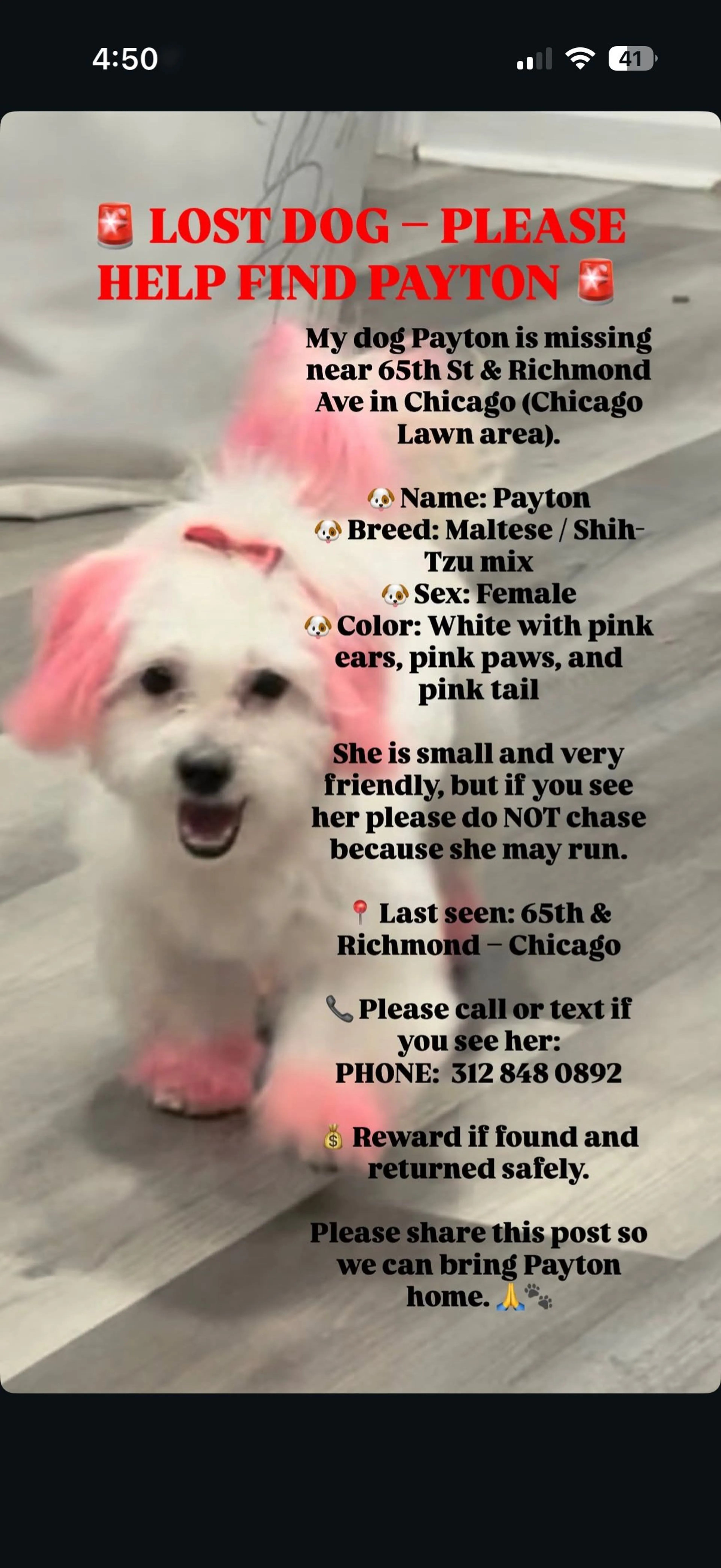 Lost pet