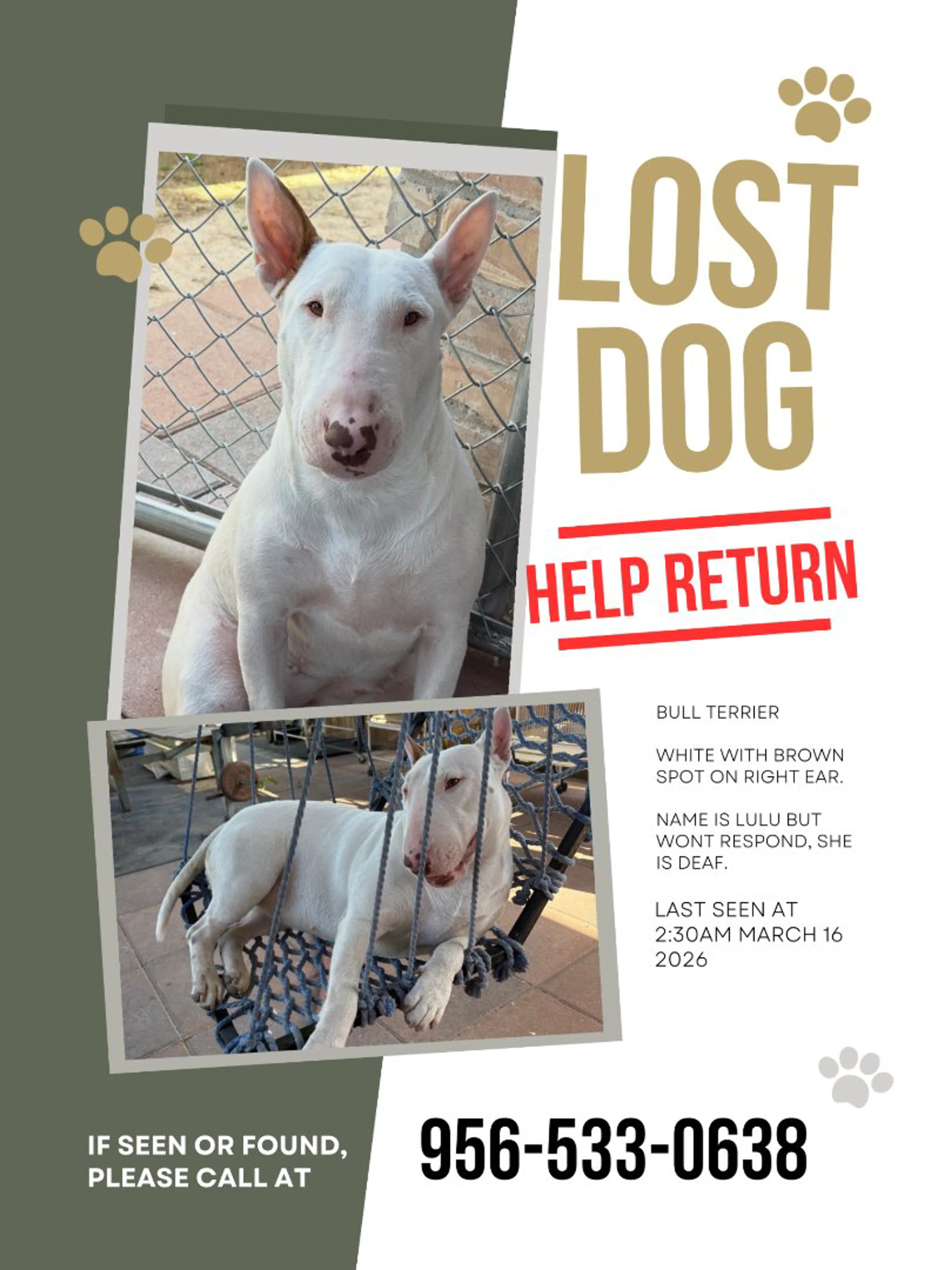 Lost pet
