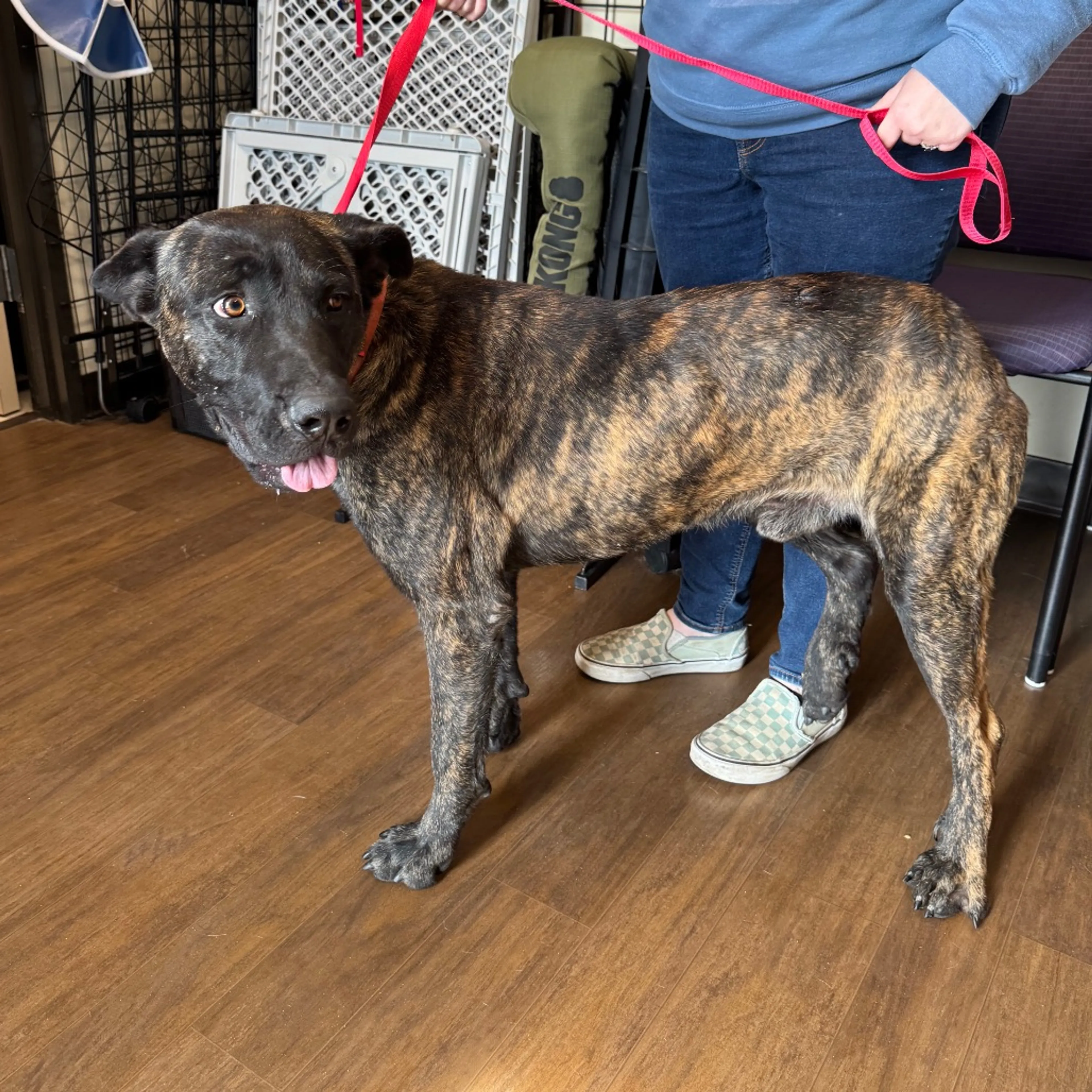 Found pet-1