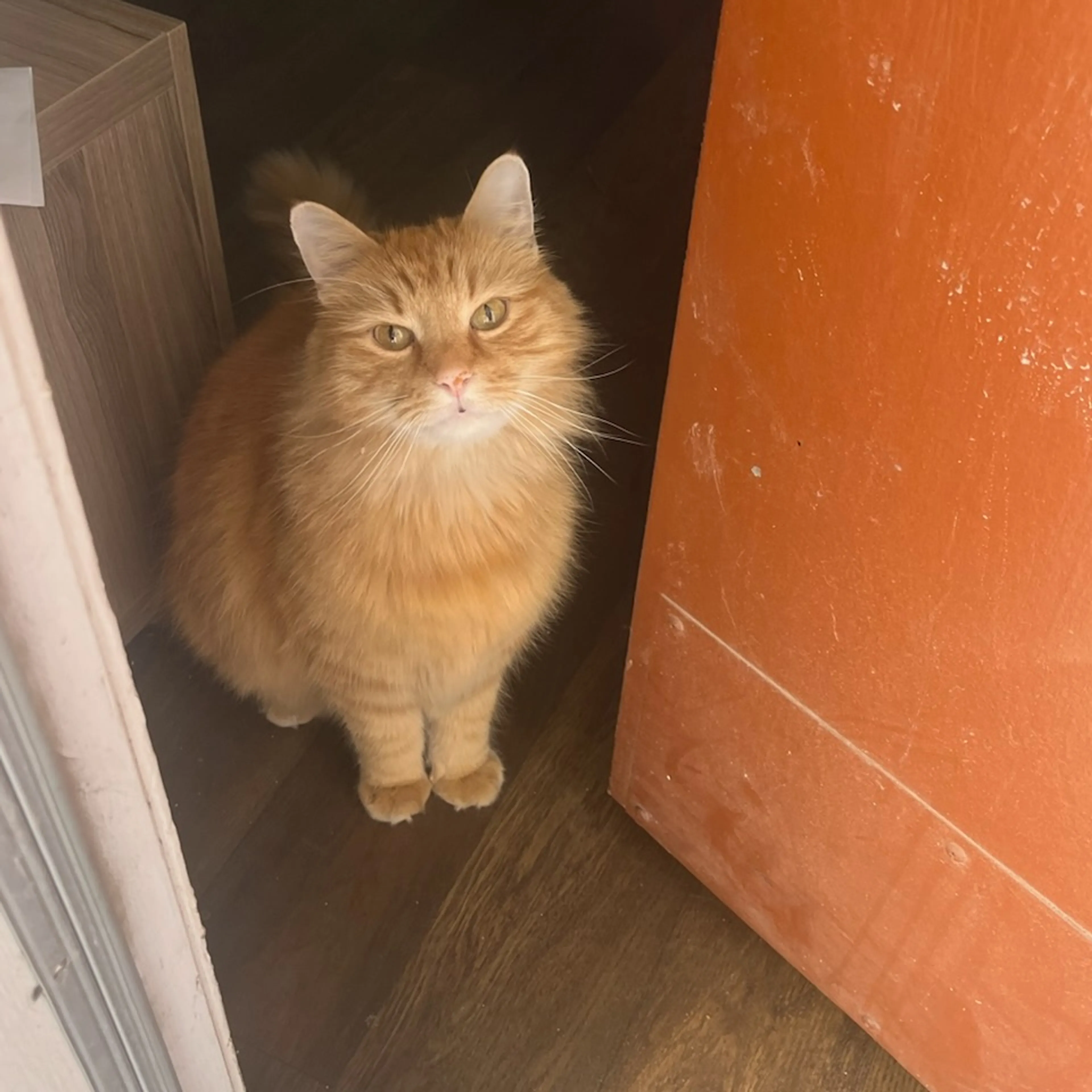 Lost pet-0