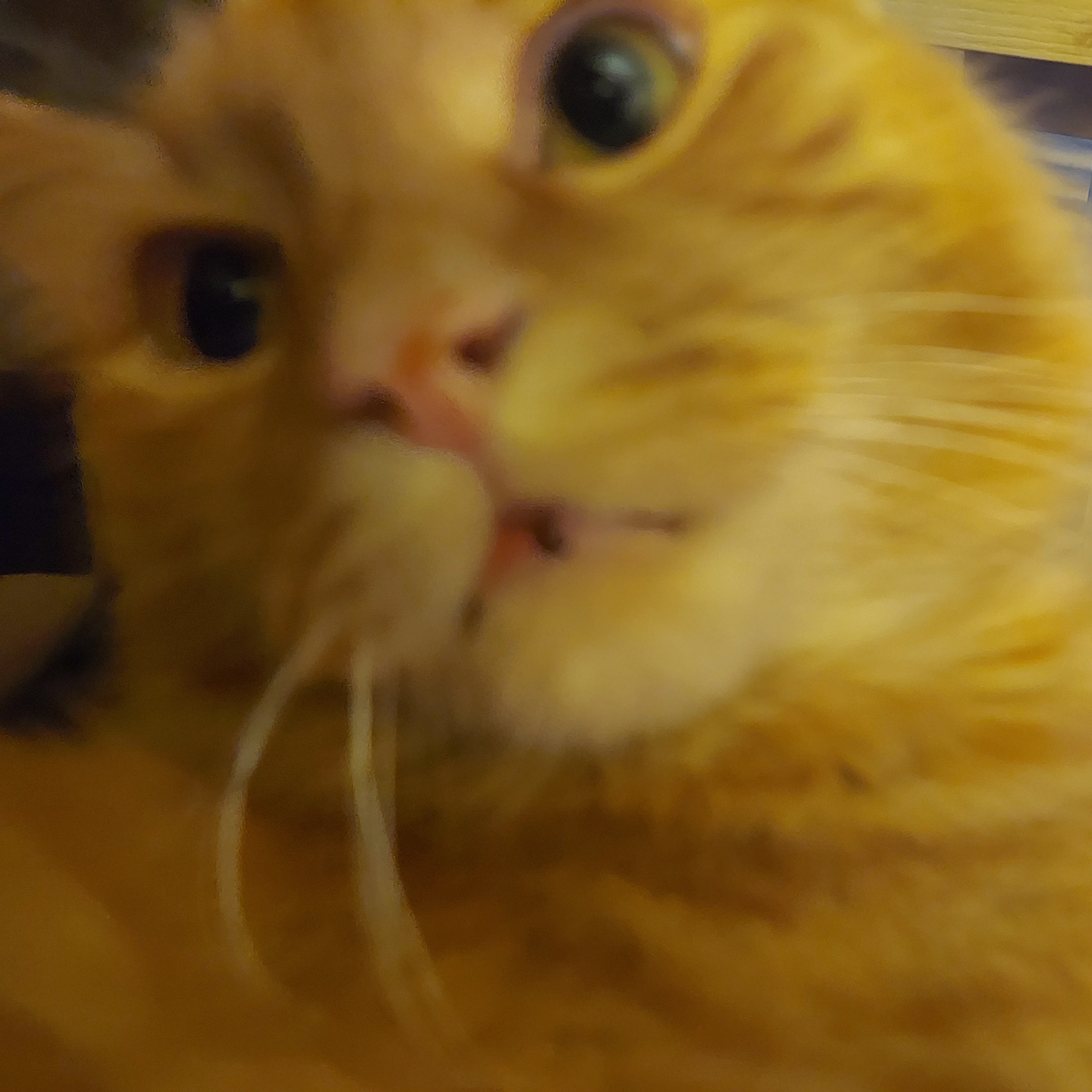 Lost pet-3