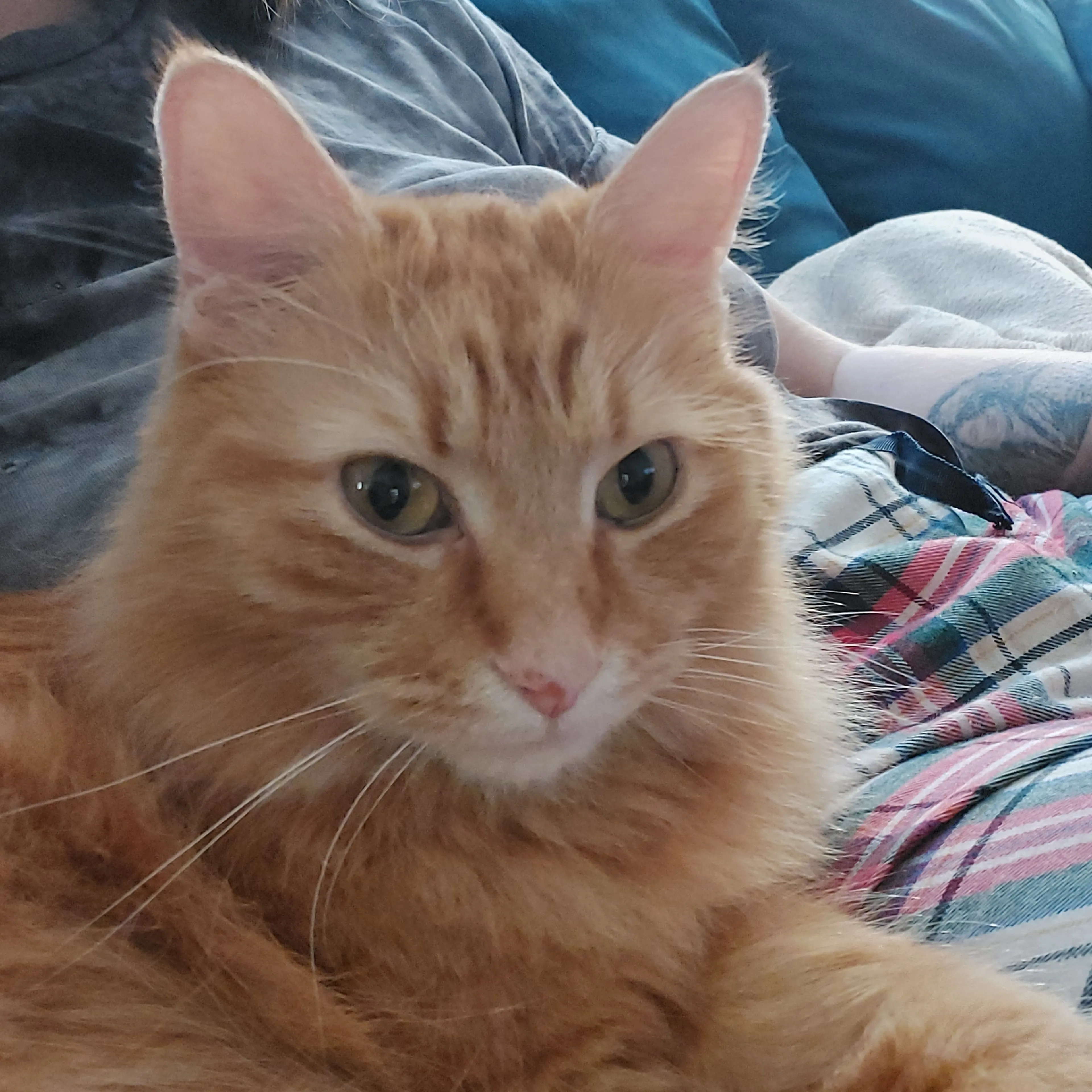 Lost pet-2