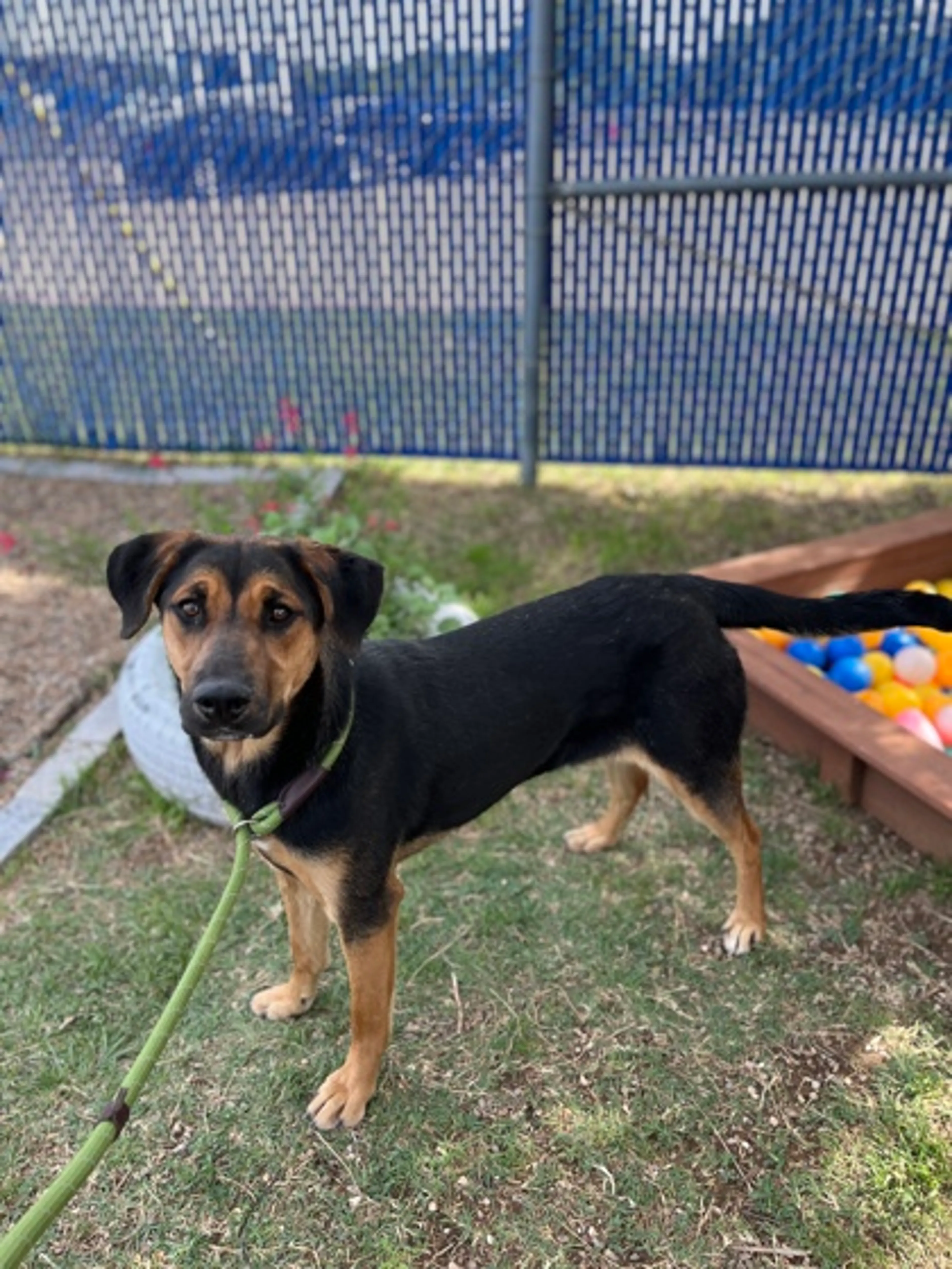 Found pet-1