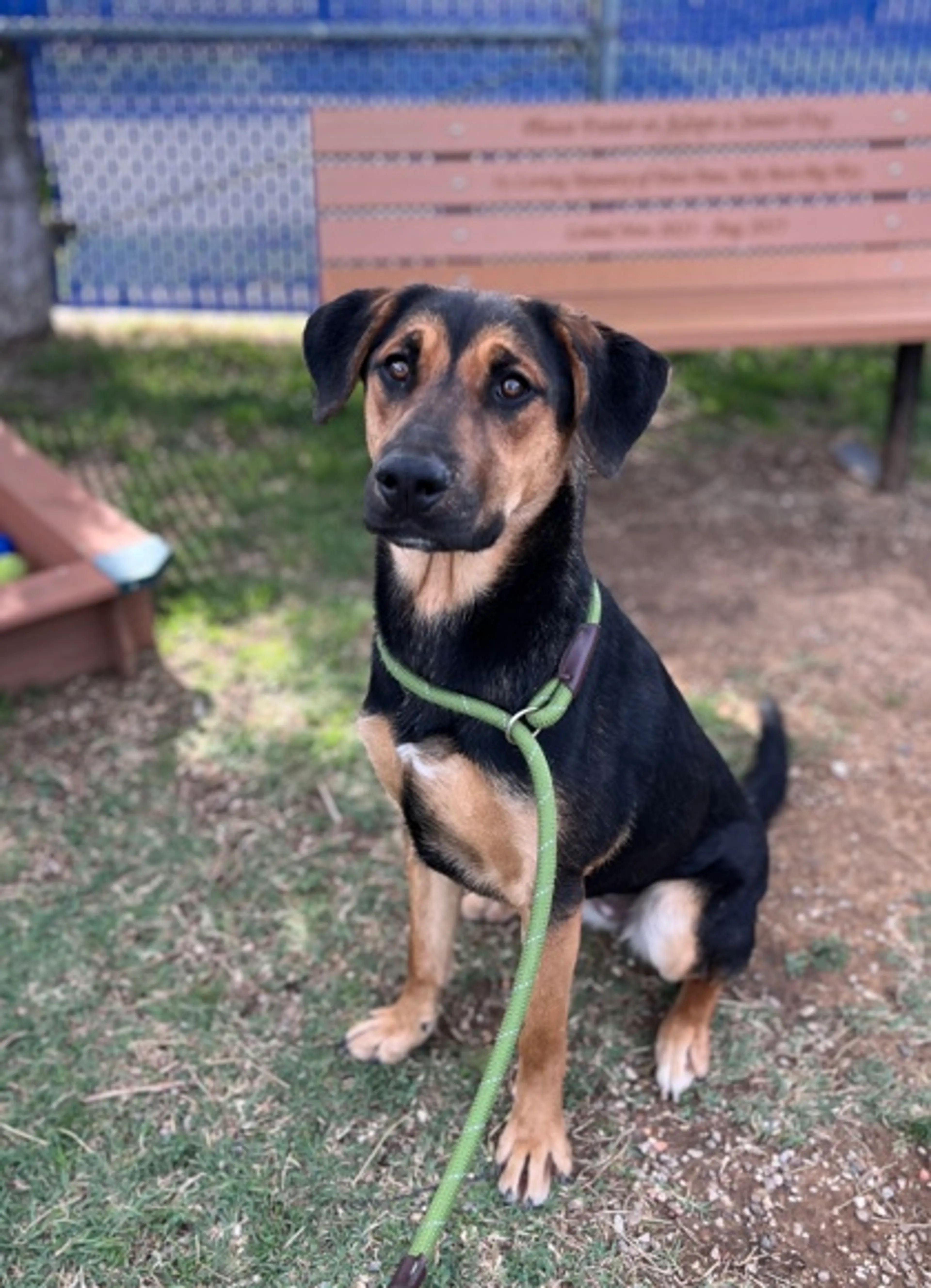 Found pet-2