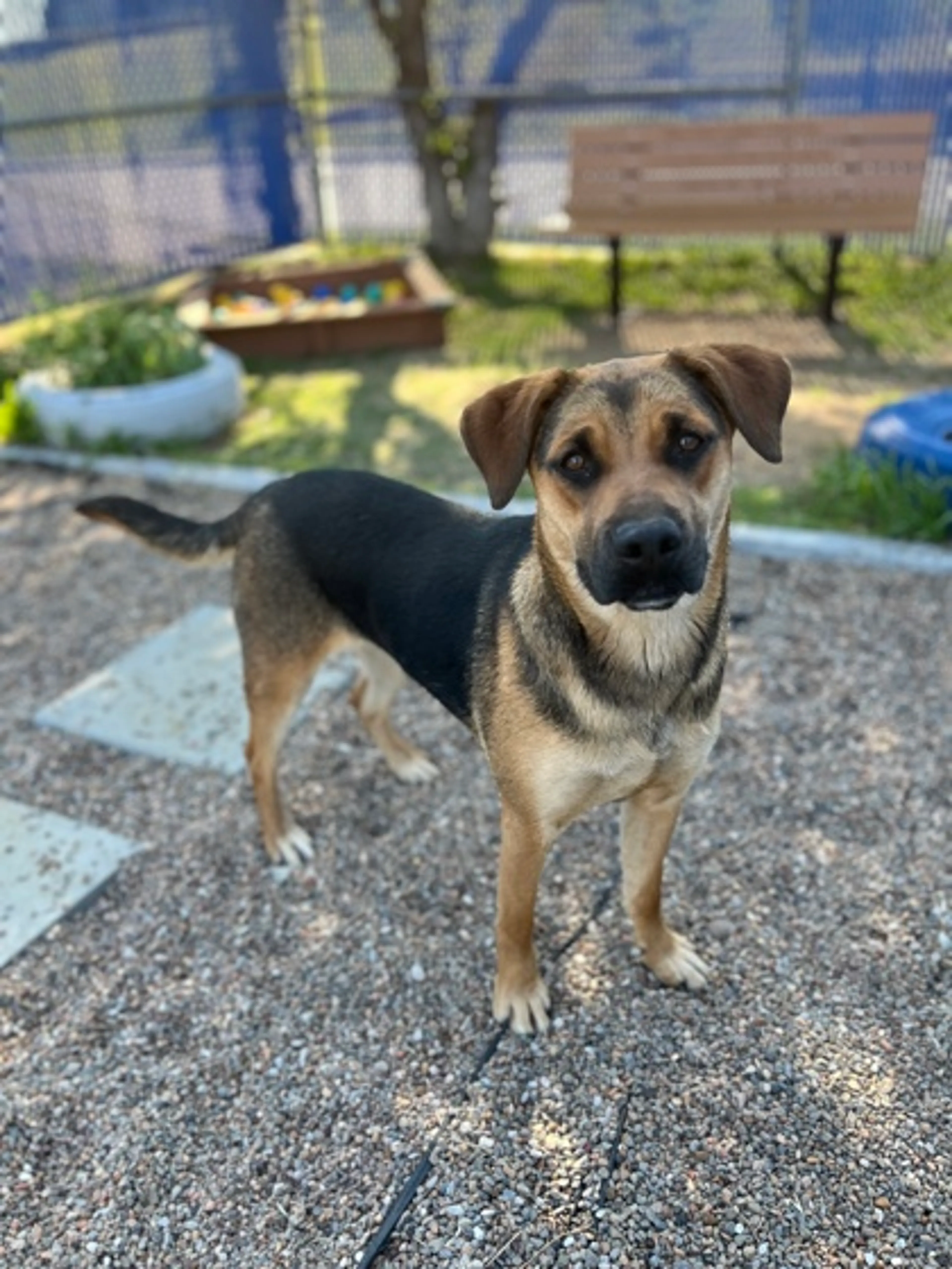 Found pet-2