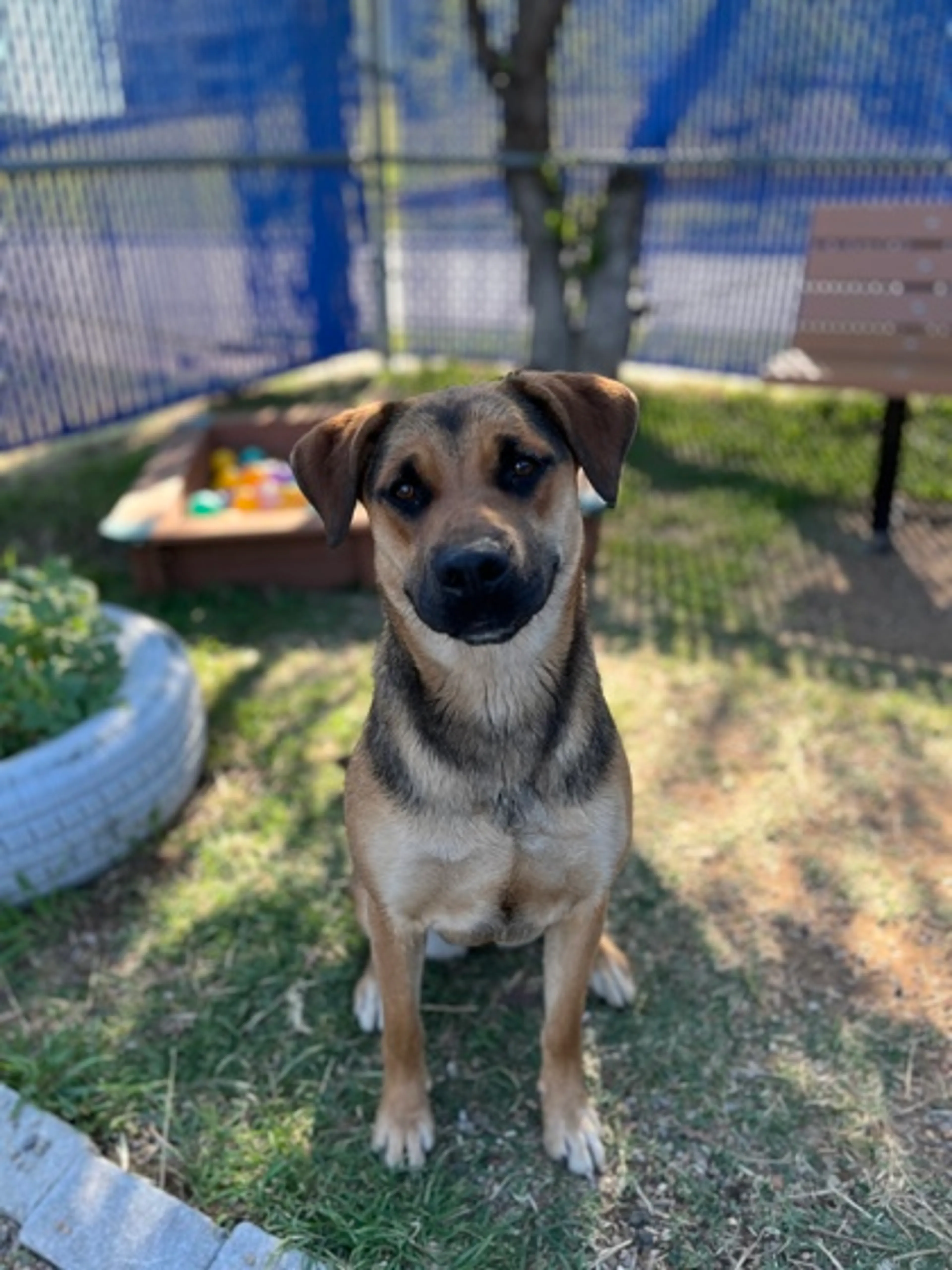 Found pet-1