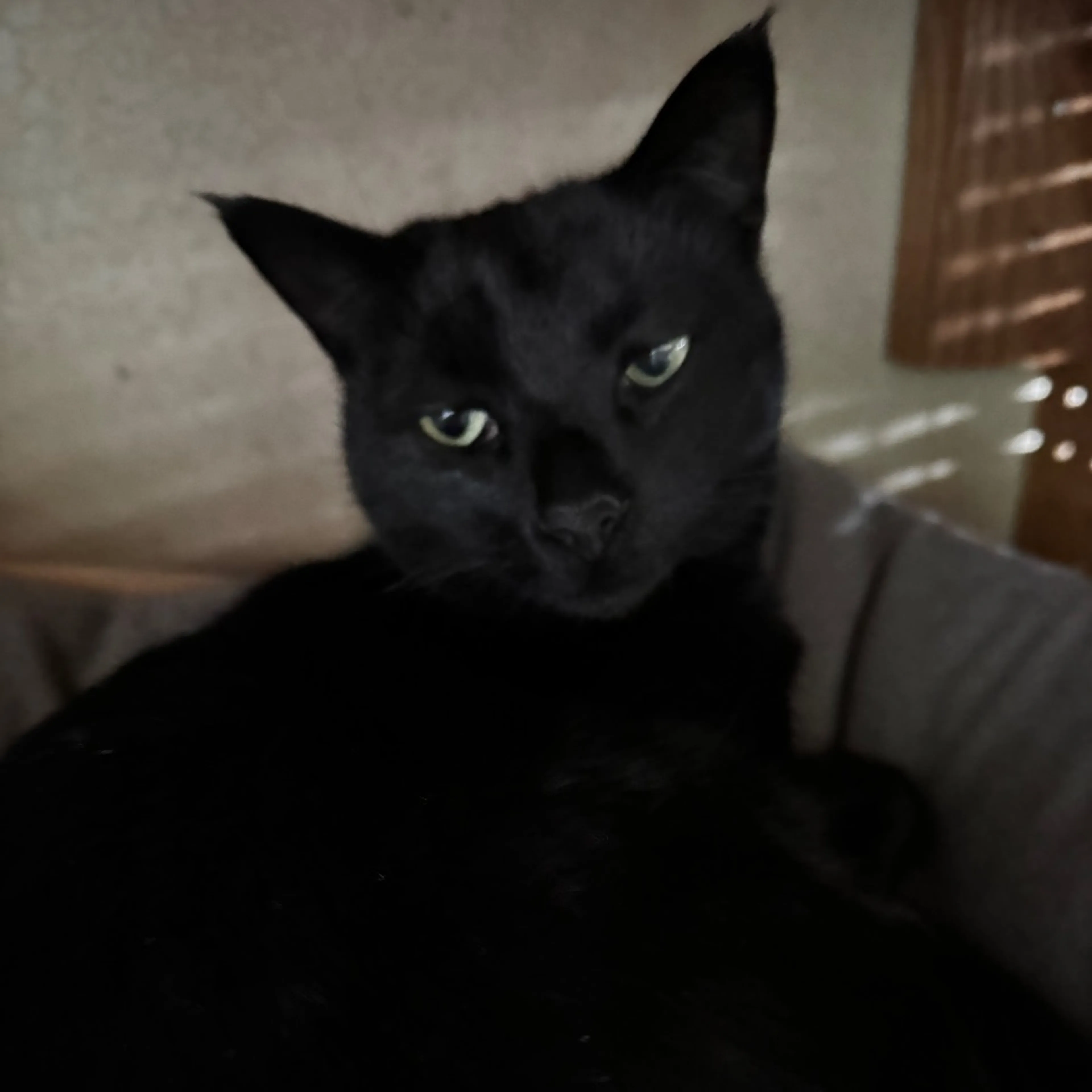Lost pet