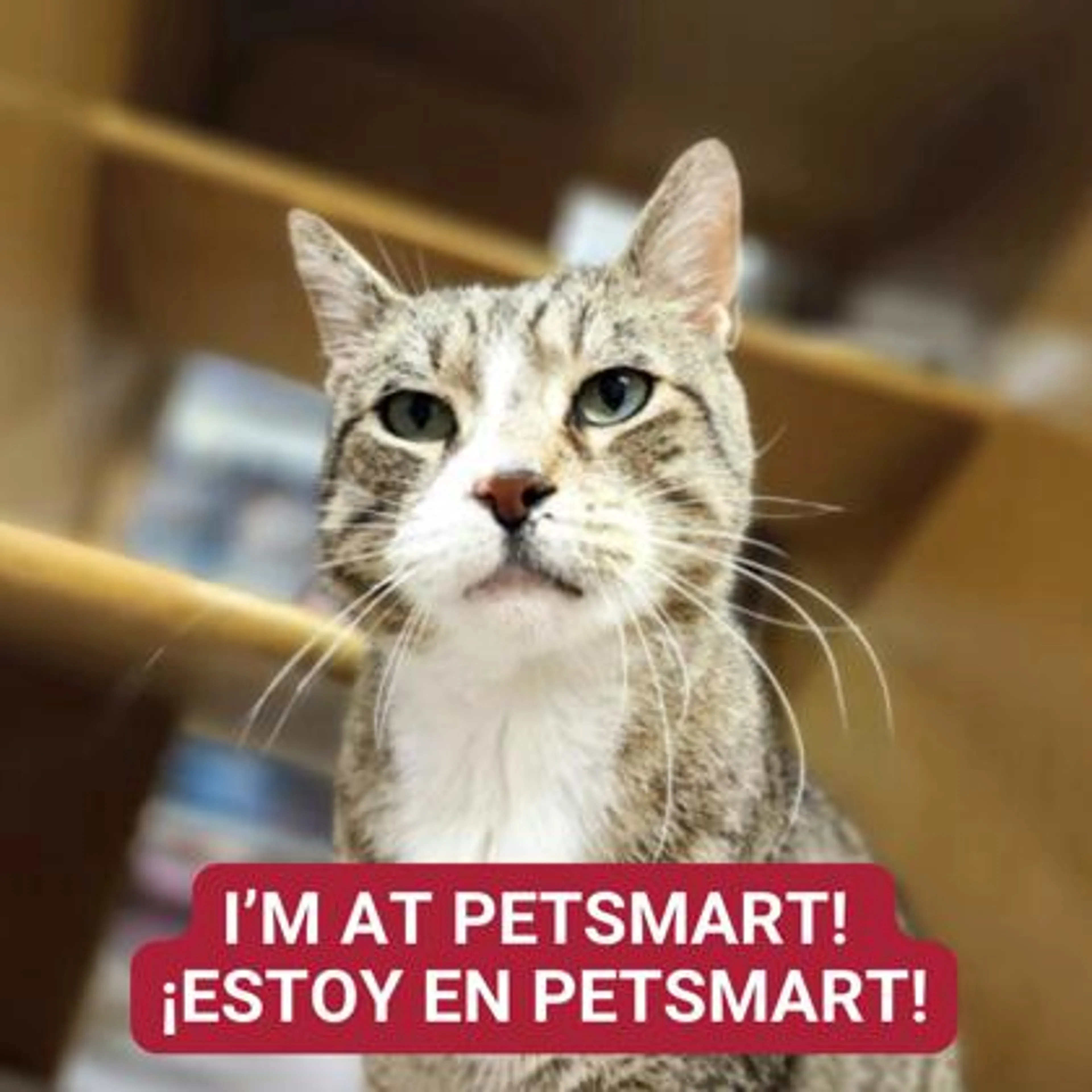 Found pet-0