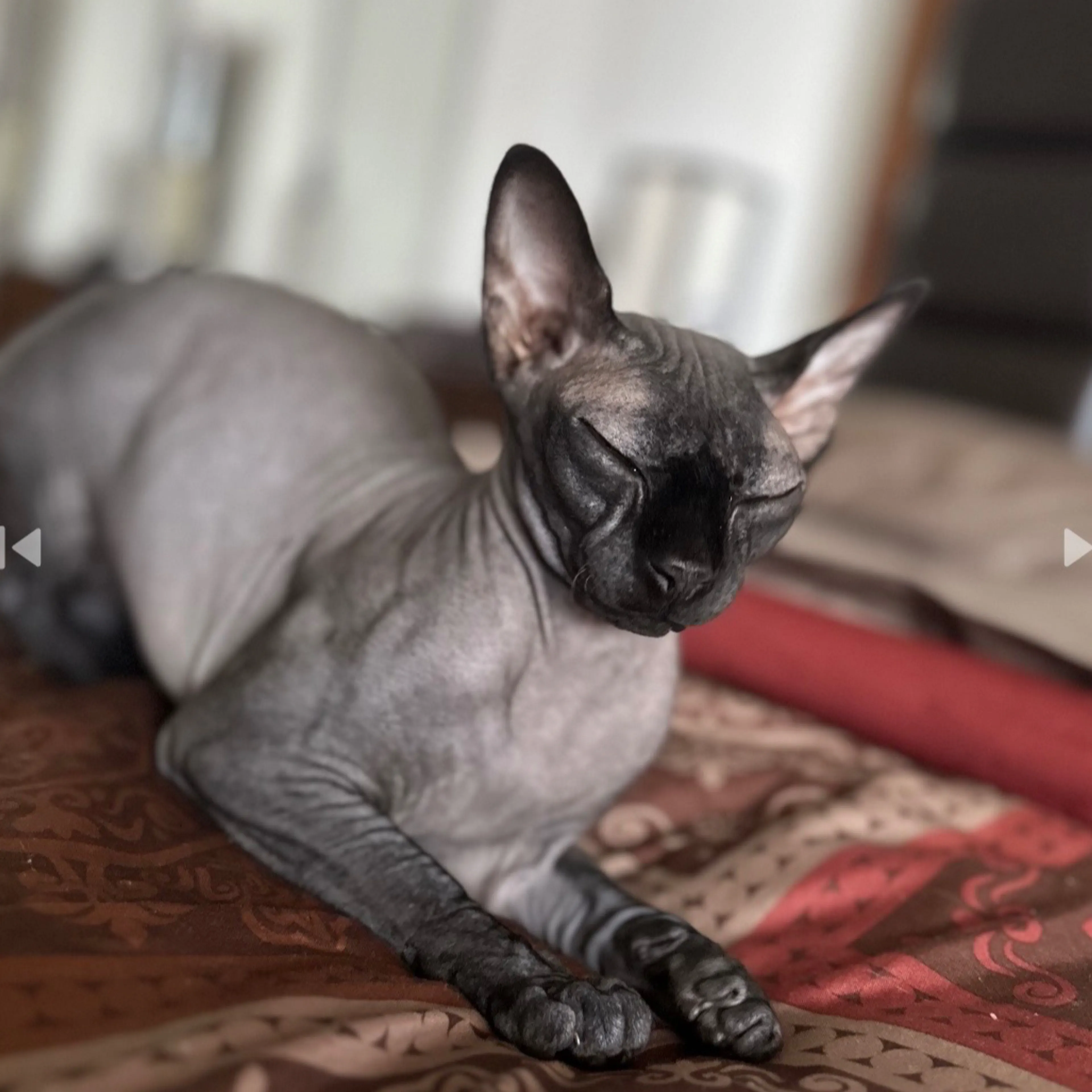 Lost pet-2