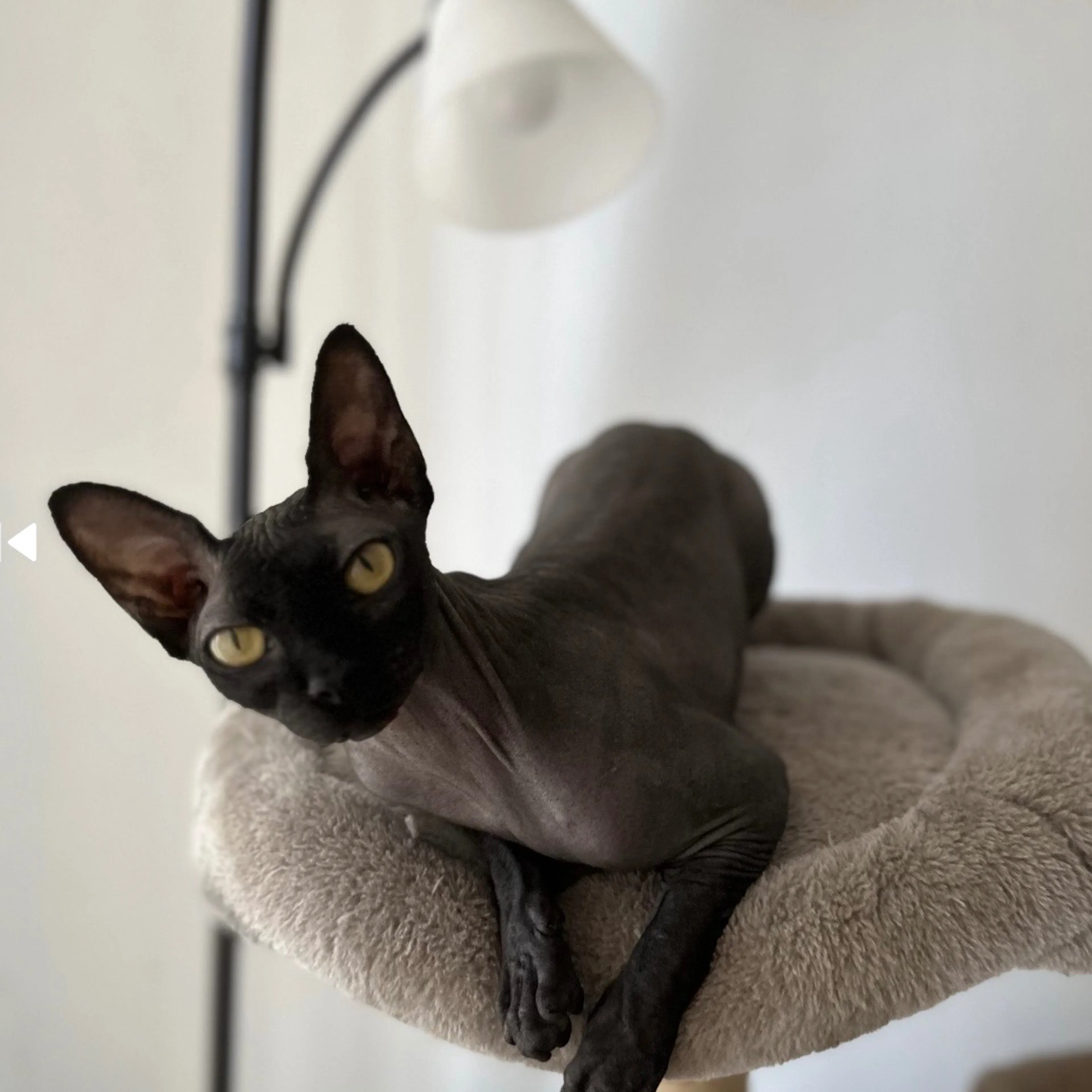 Lost pet-3