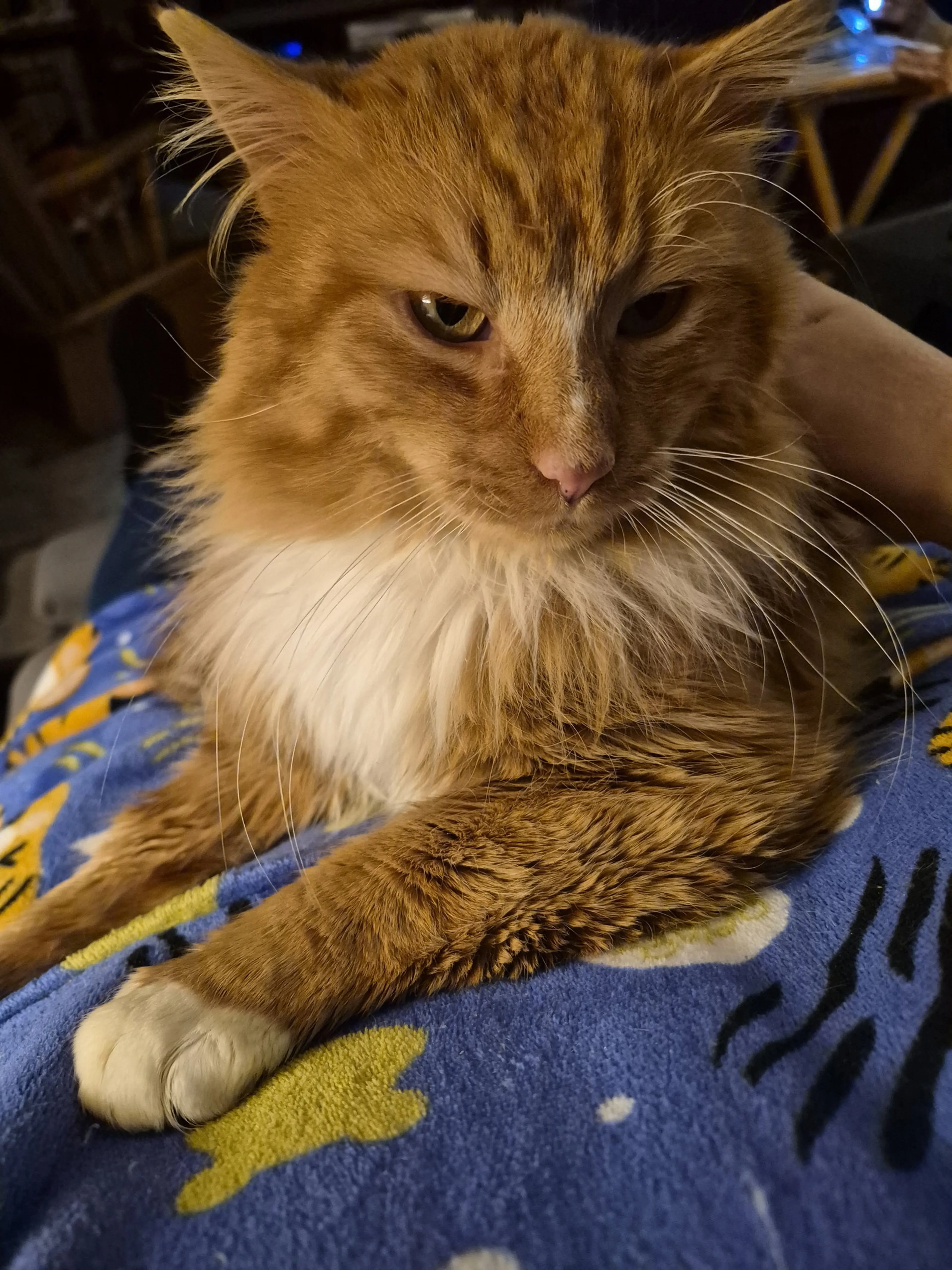 Found pet-0