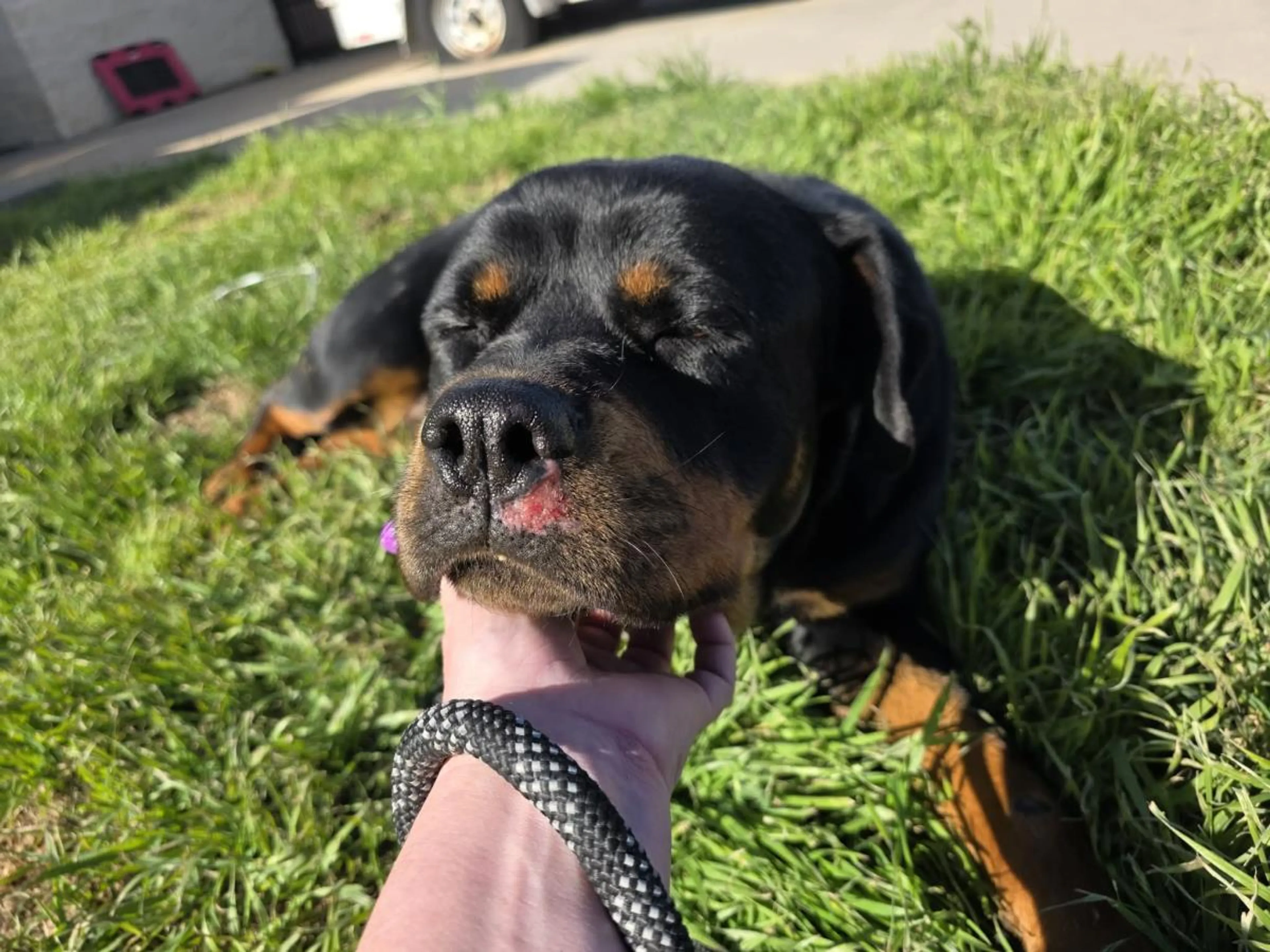 Found pet-3
