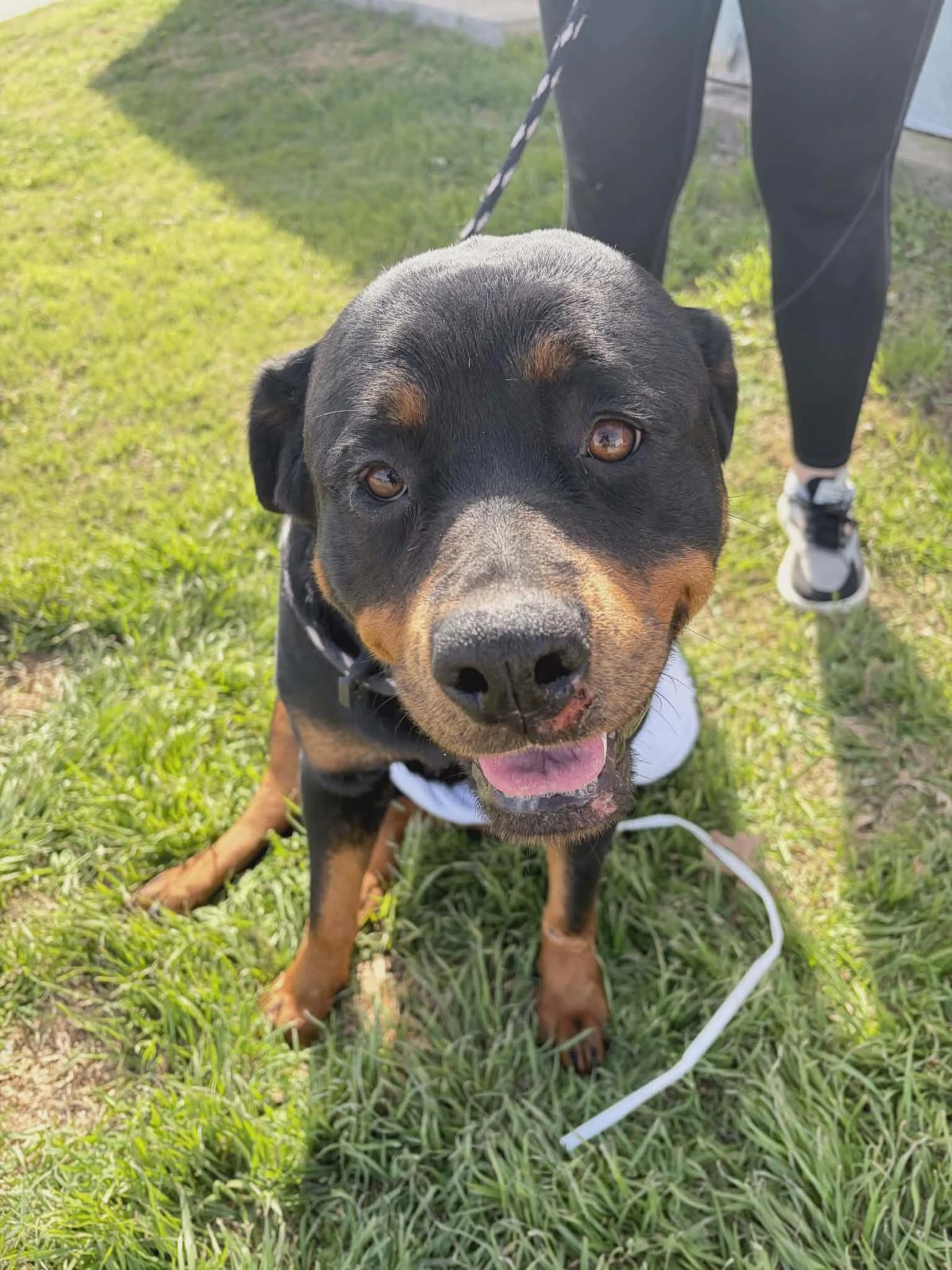 Found pet-1