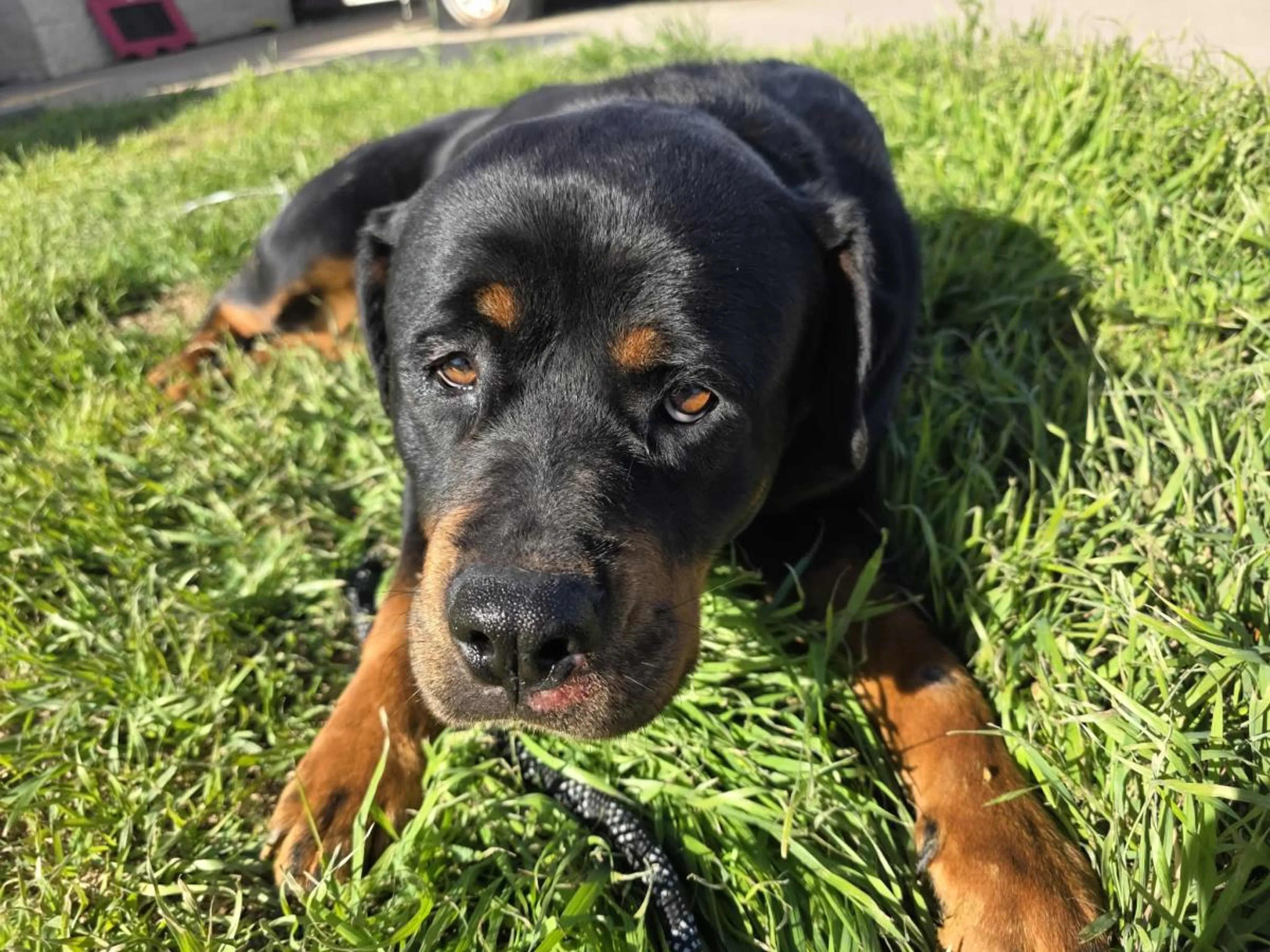 Found pet-2