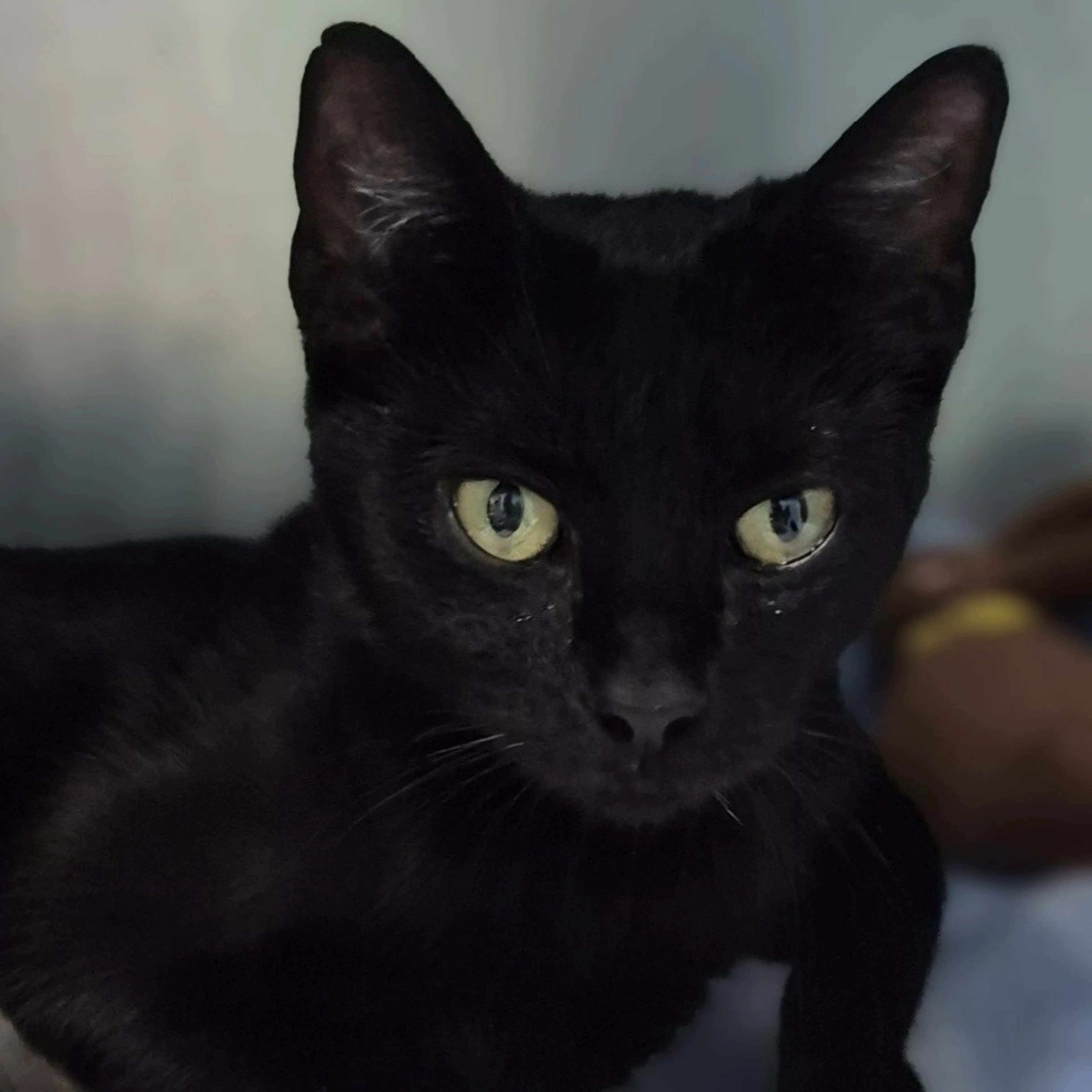 Found pet-1