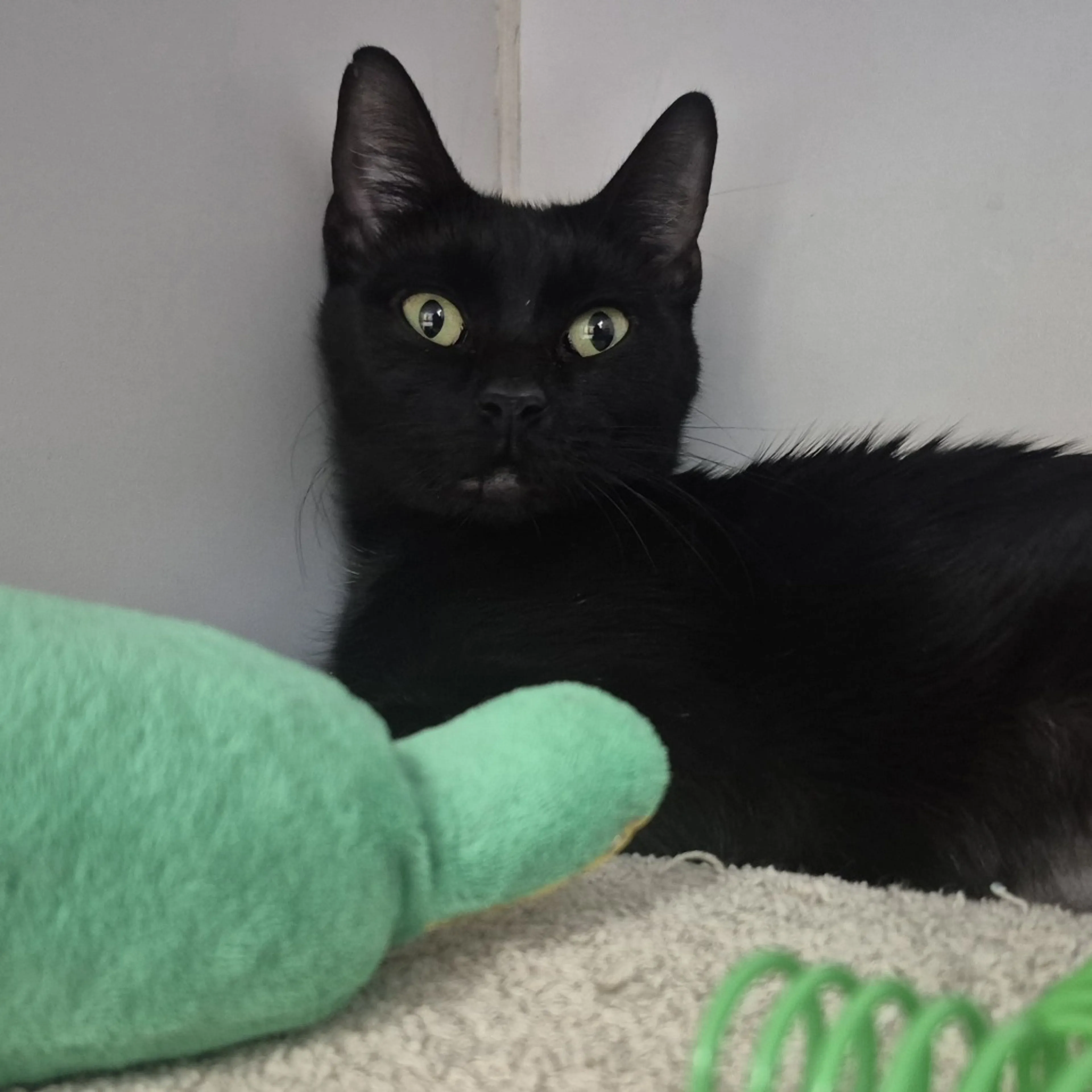 Found pet