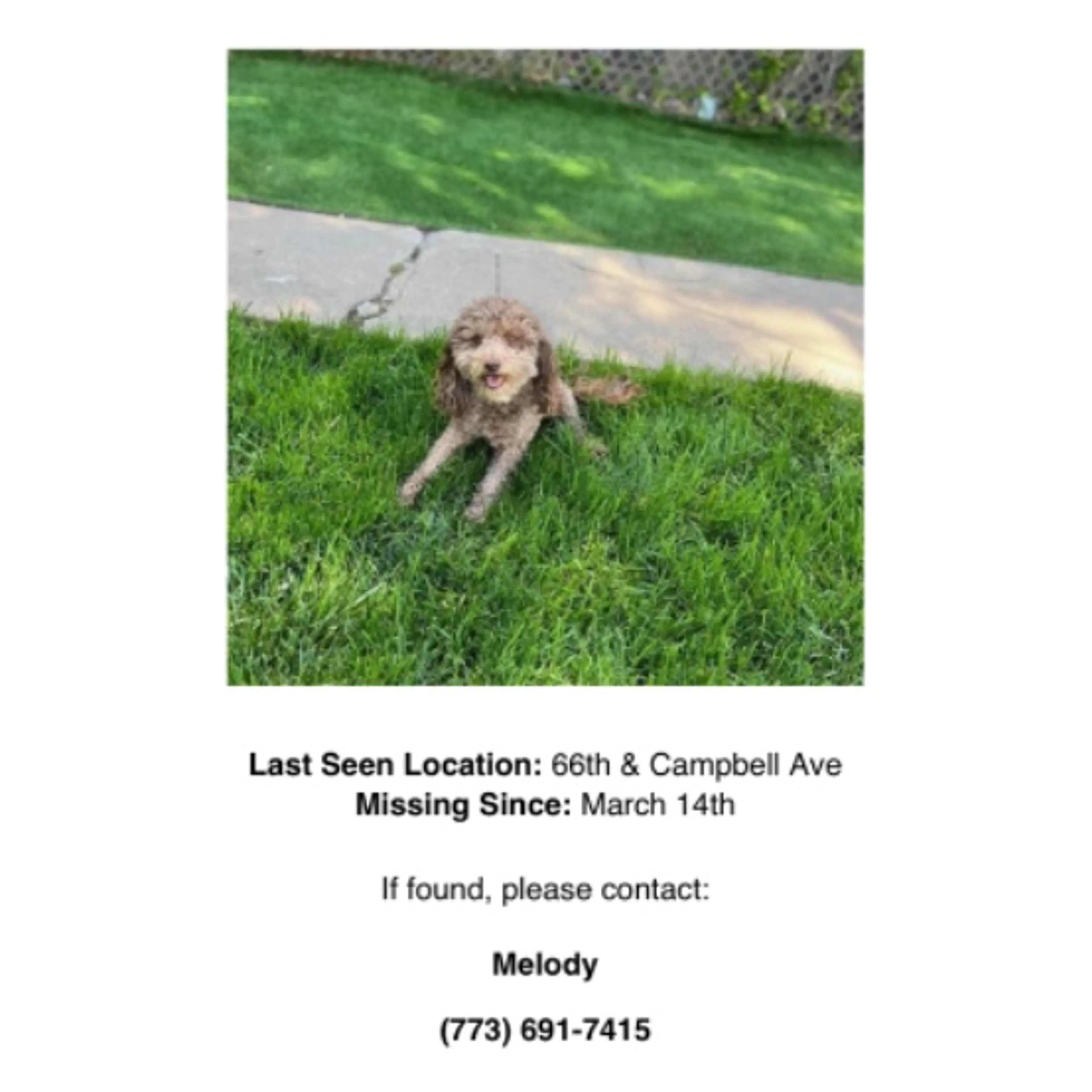 Lost pet