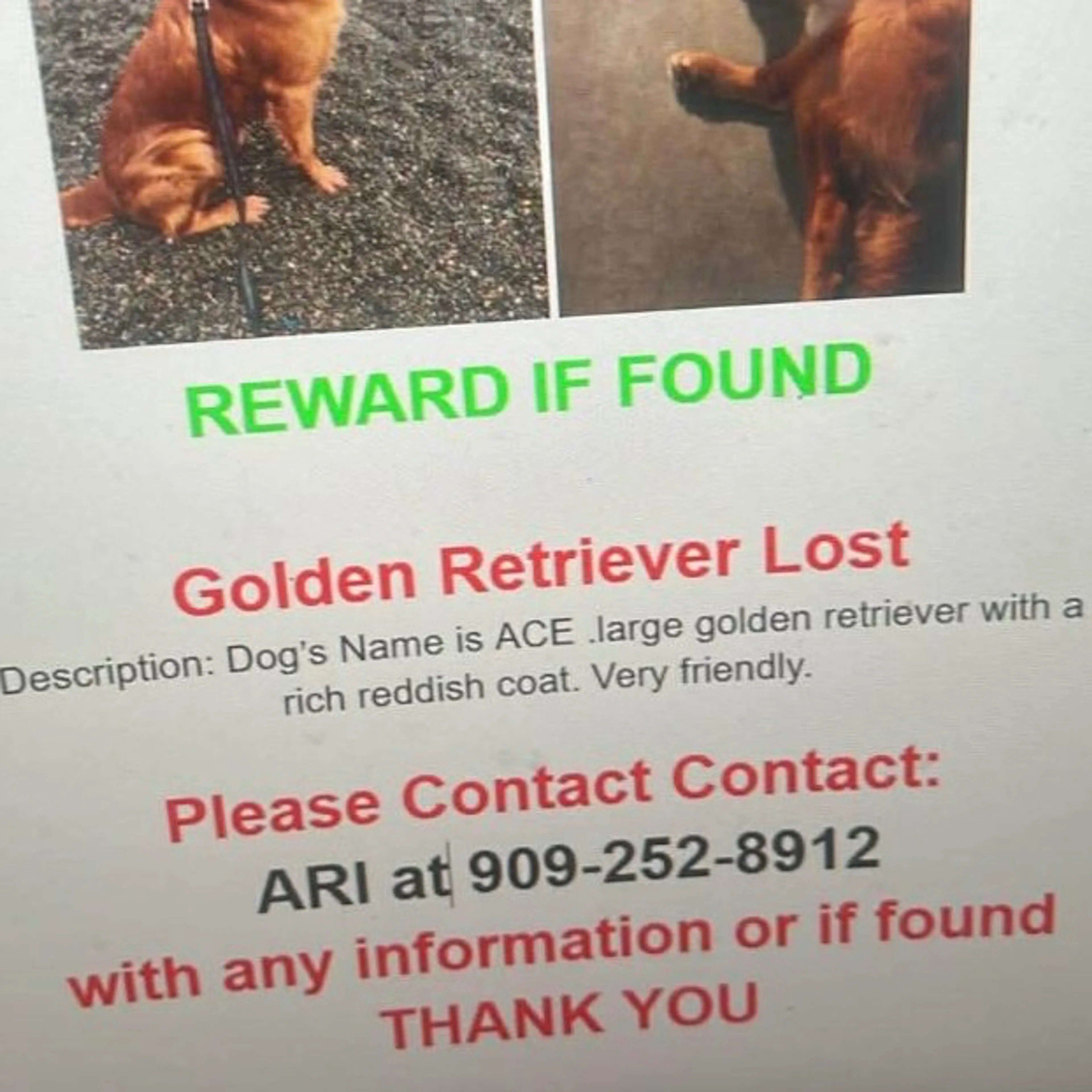 Lost pet-3