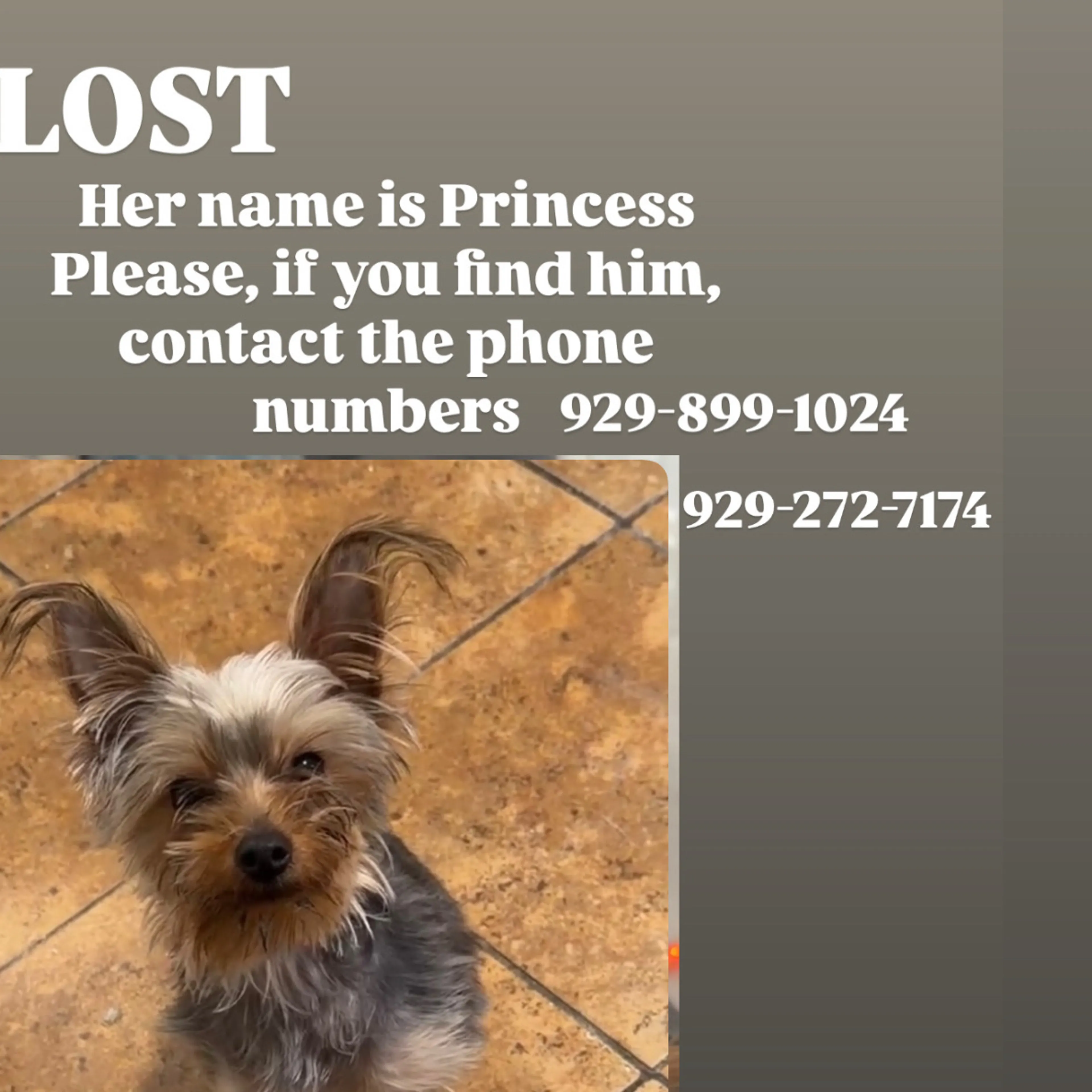 Lost pet-1