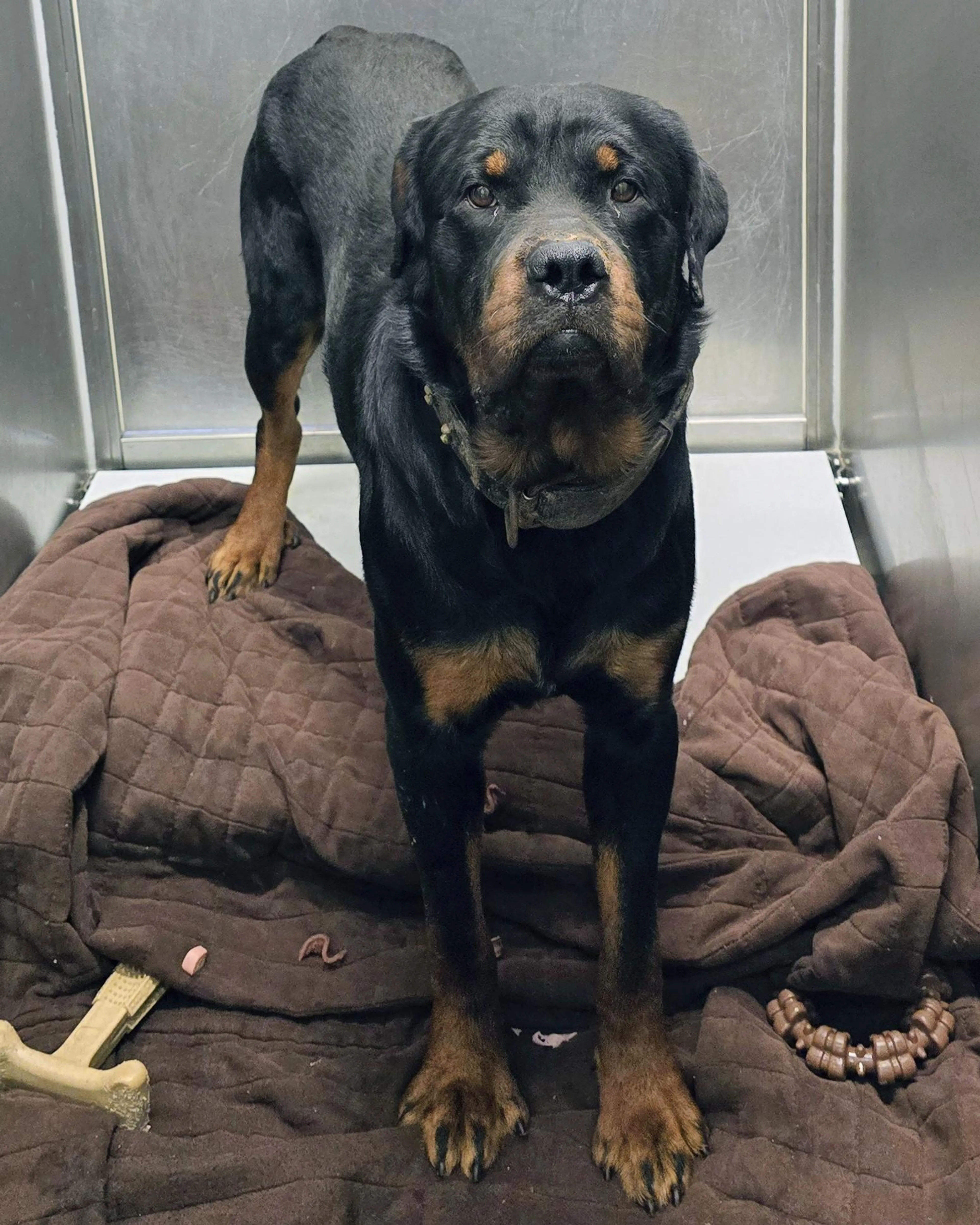 Found pet-1