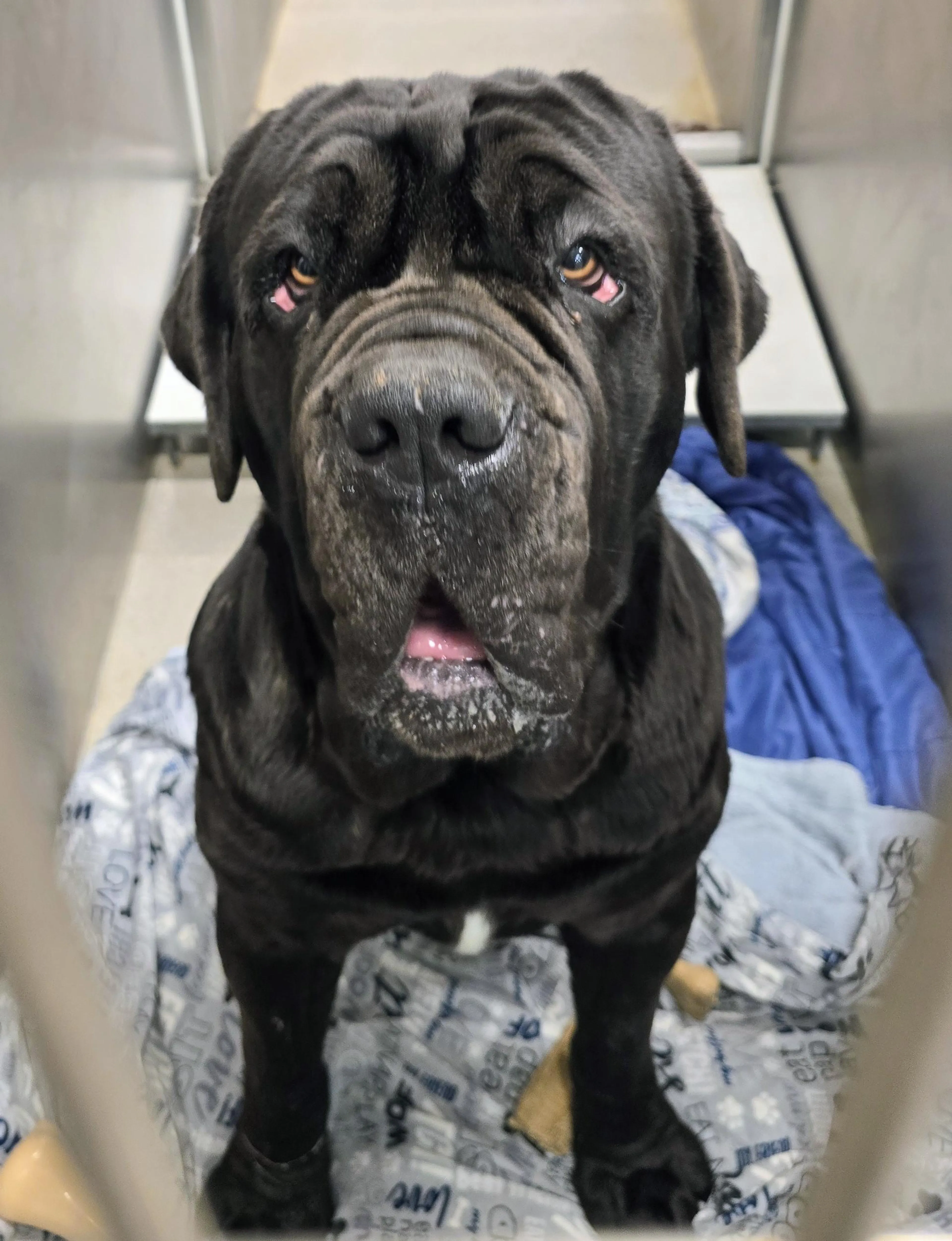Found pet-3