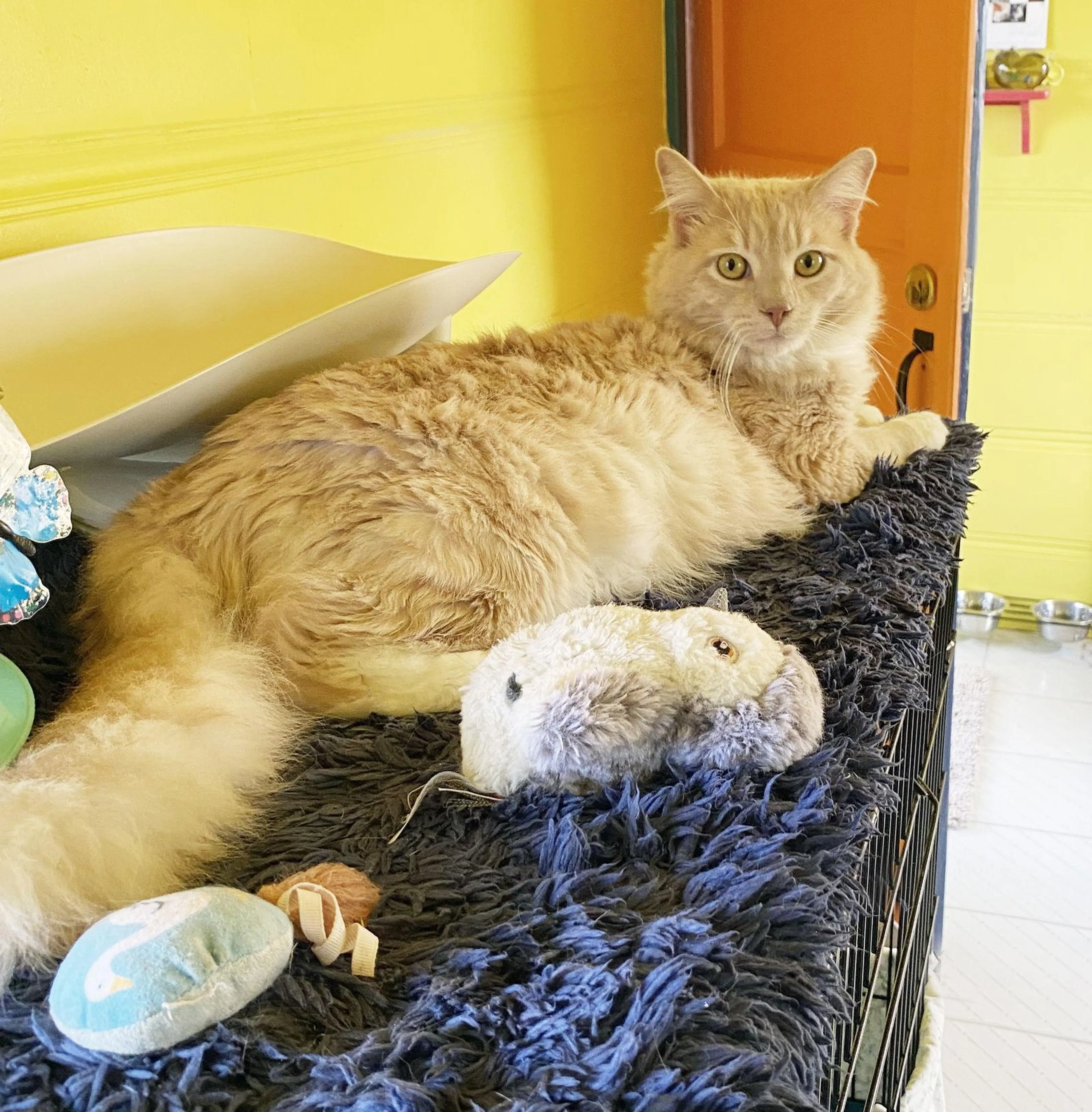Found pet-2