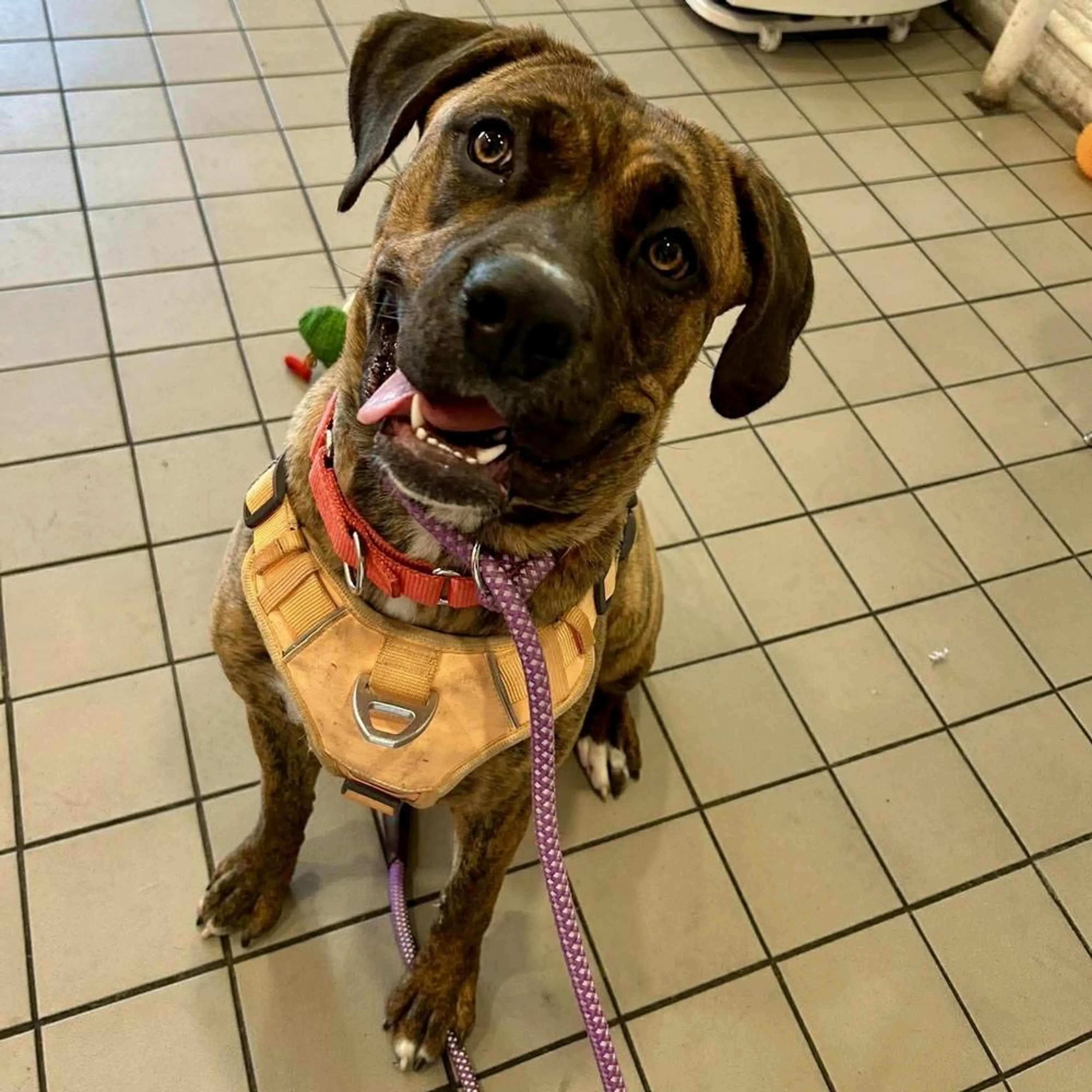 Found pet-2