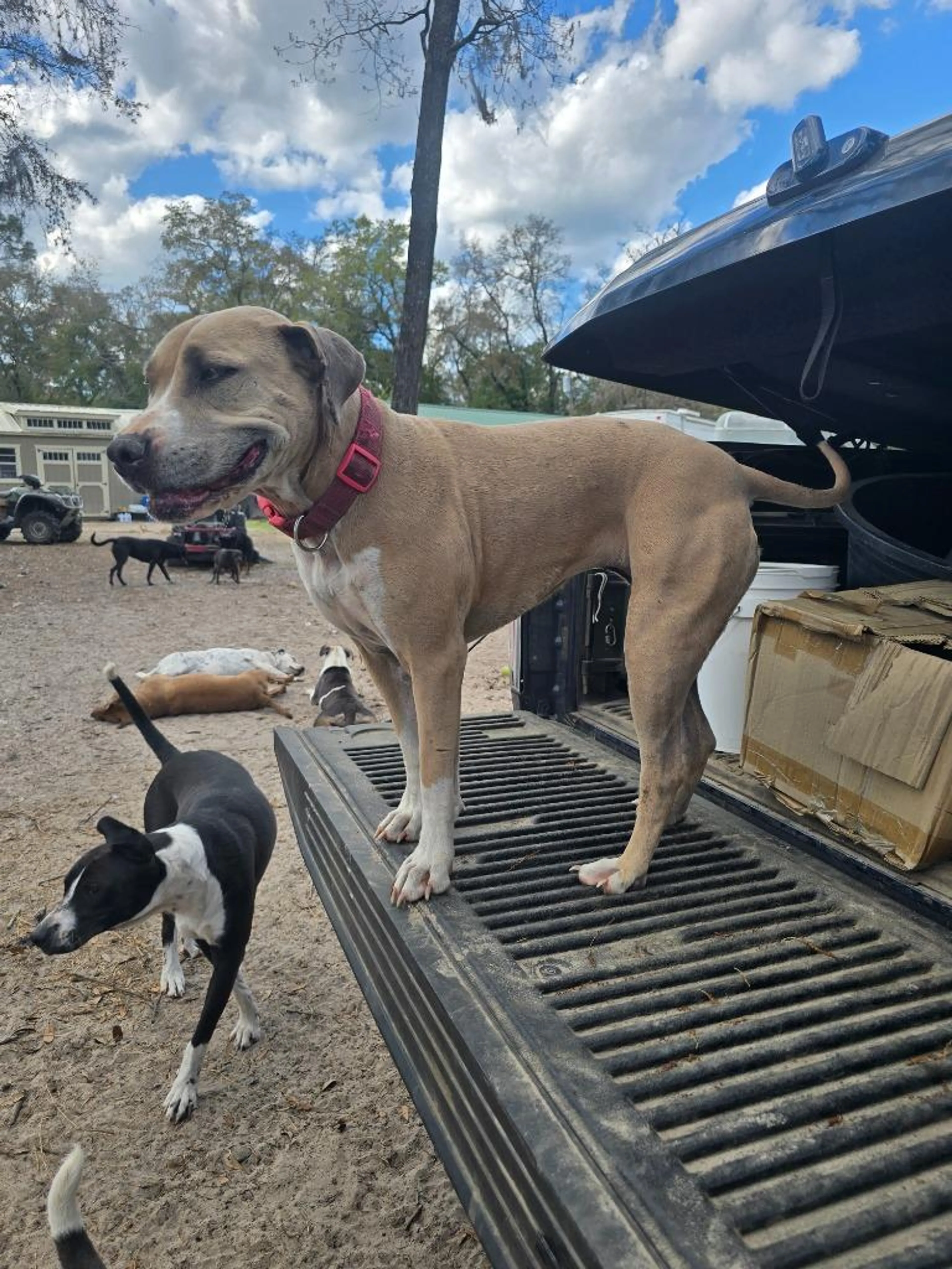cdn image