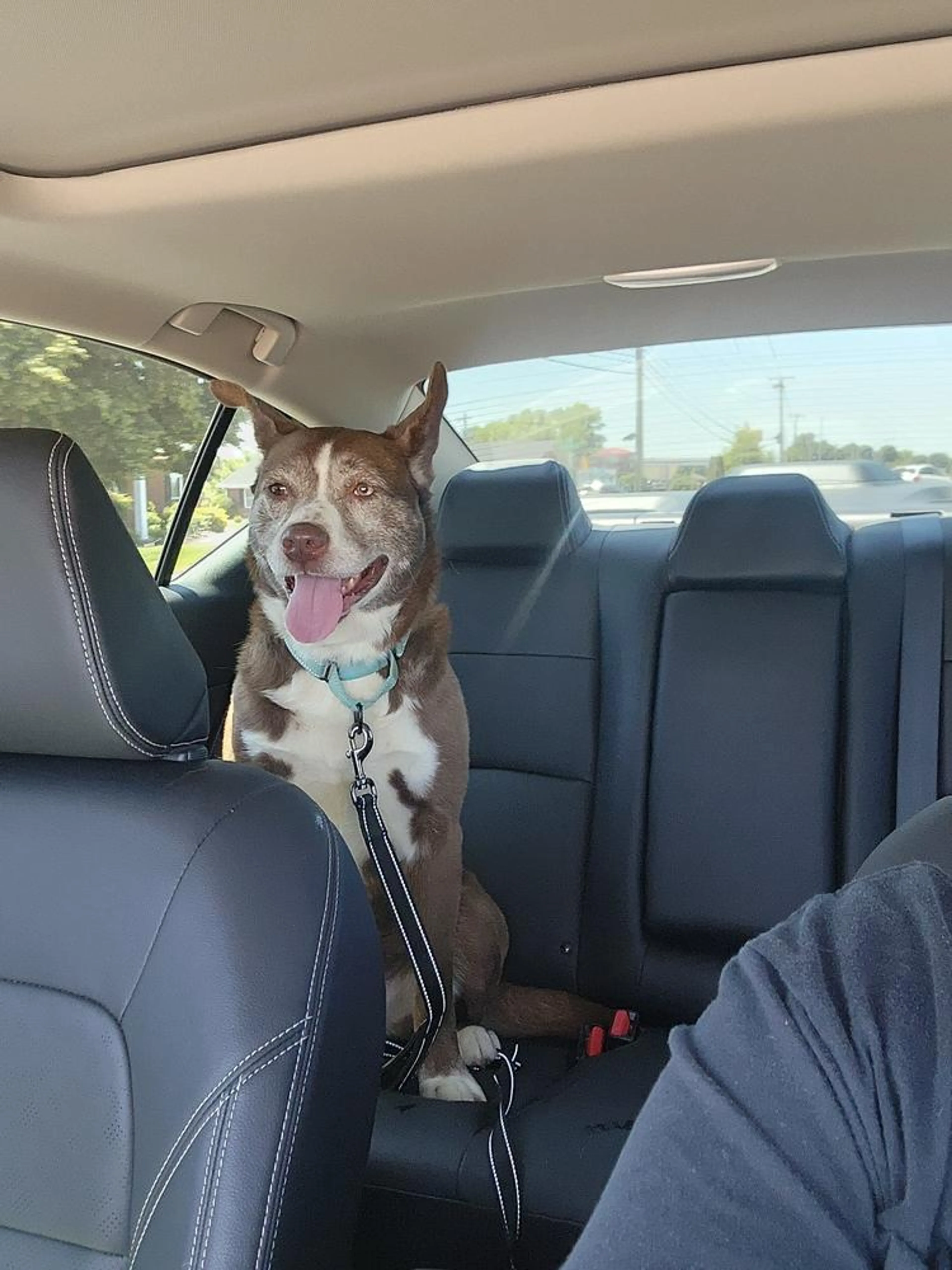 Found pet-3