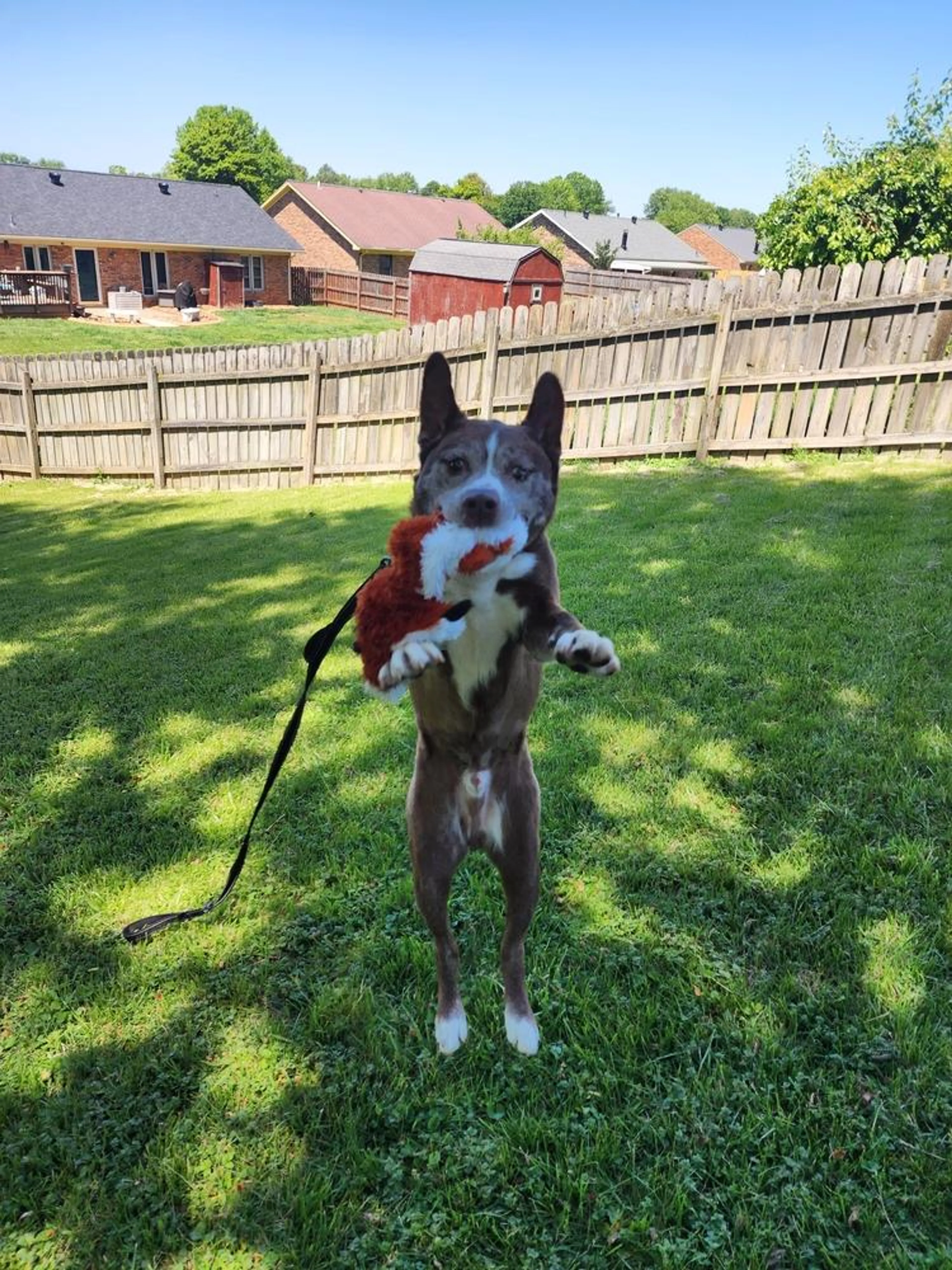 Found pet-5