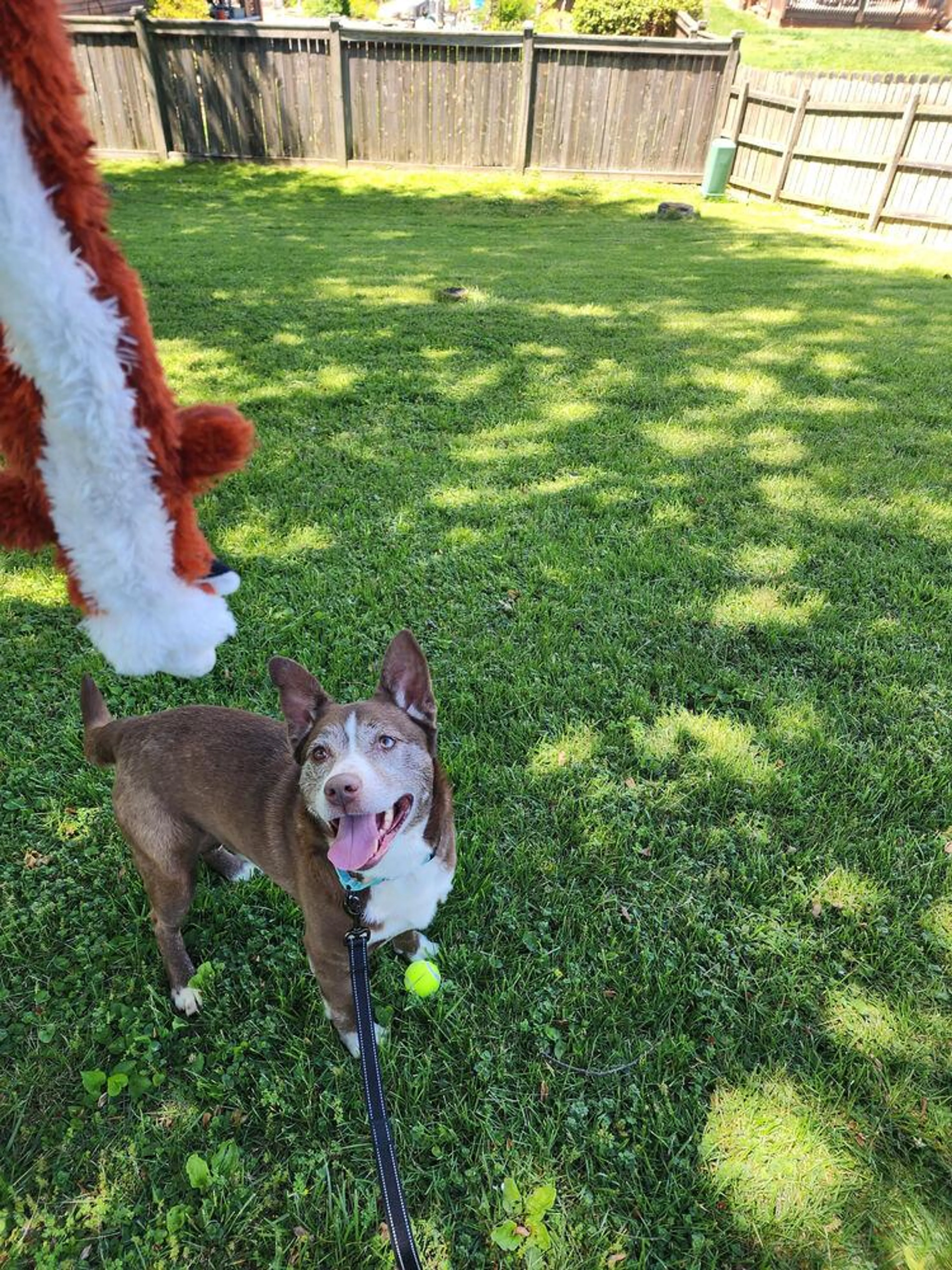 Found pet-4