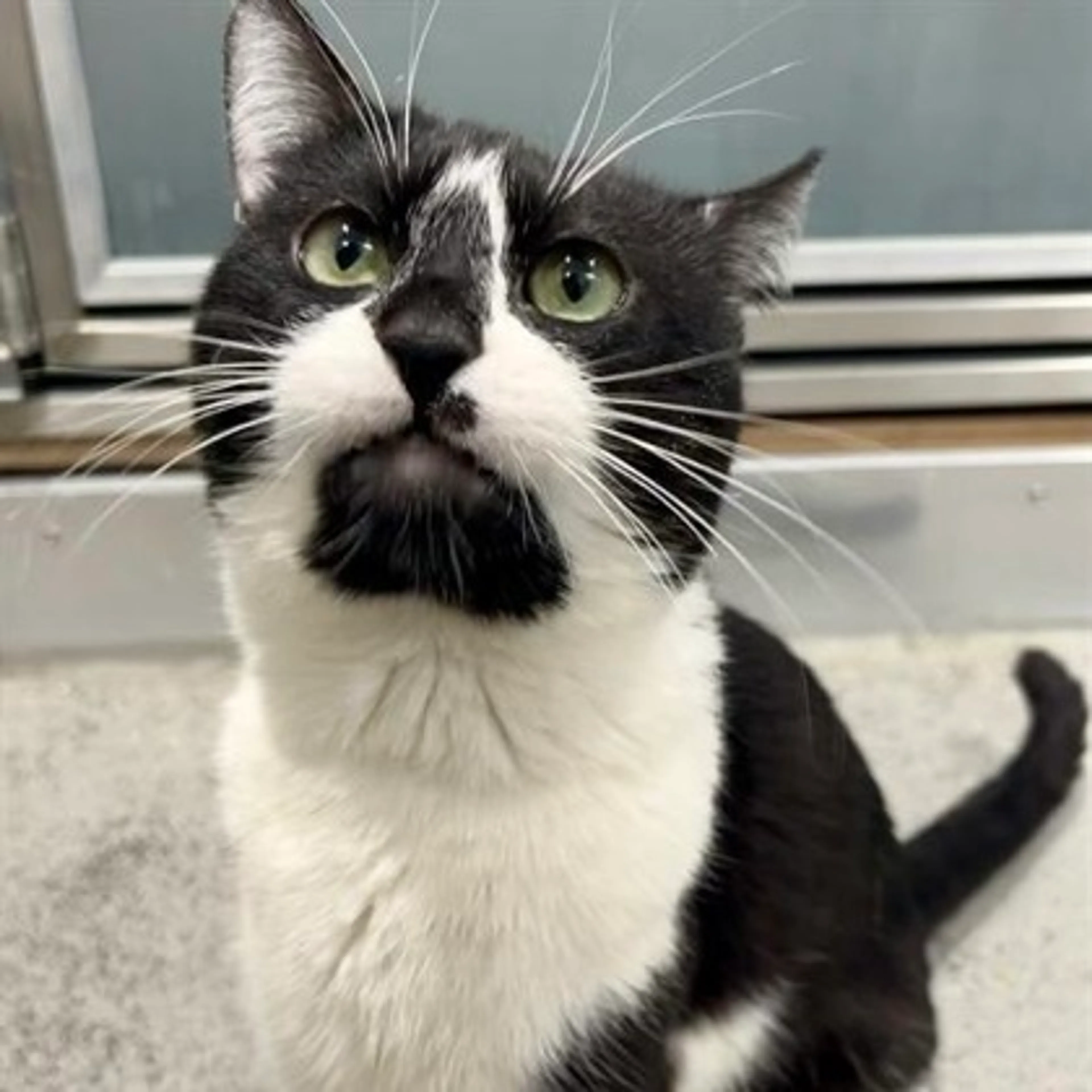Found pet-1