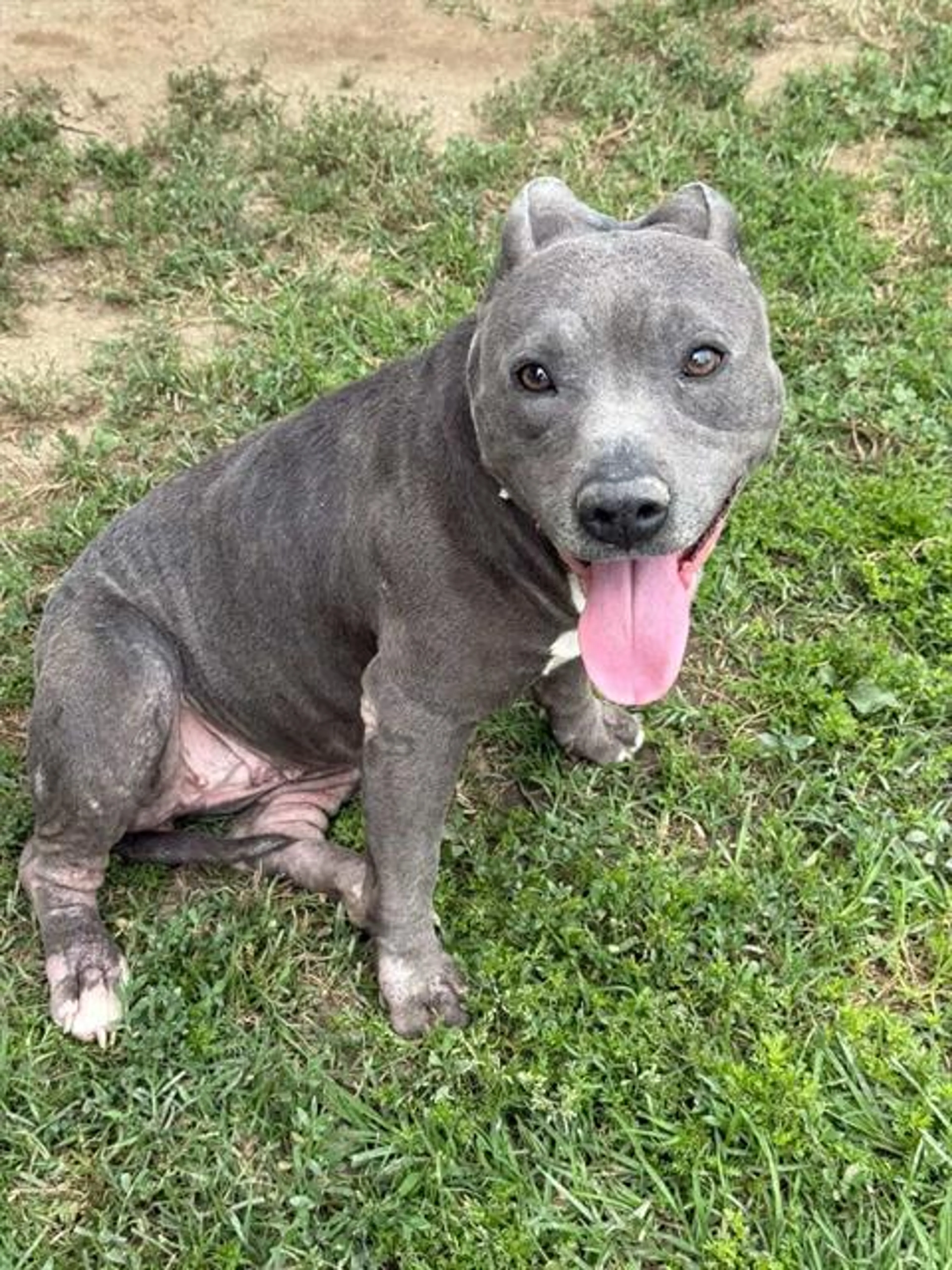 Found pet