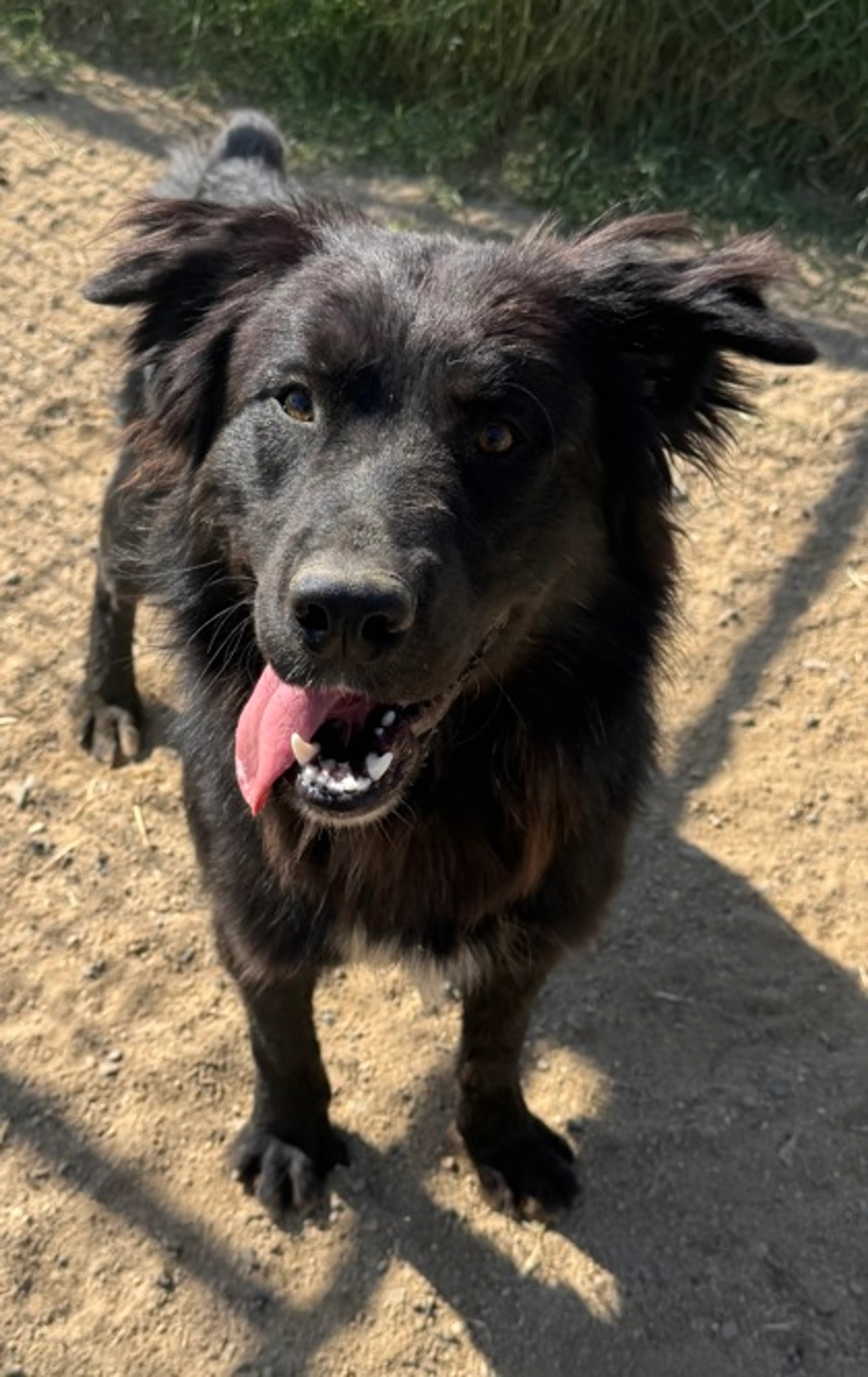 Found pet-2