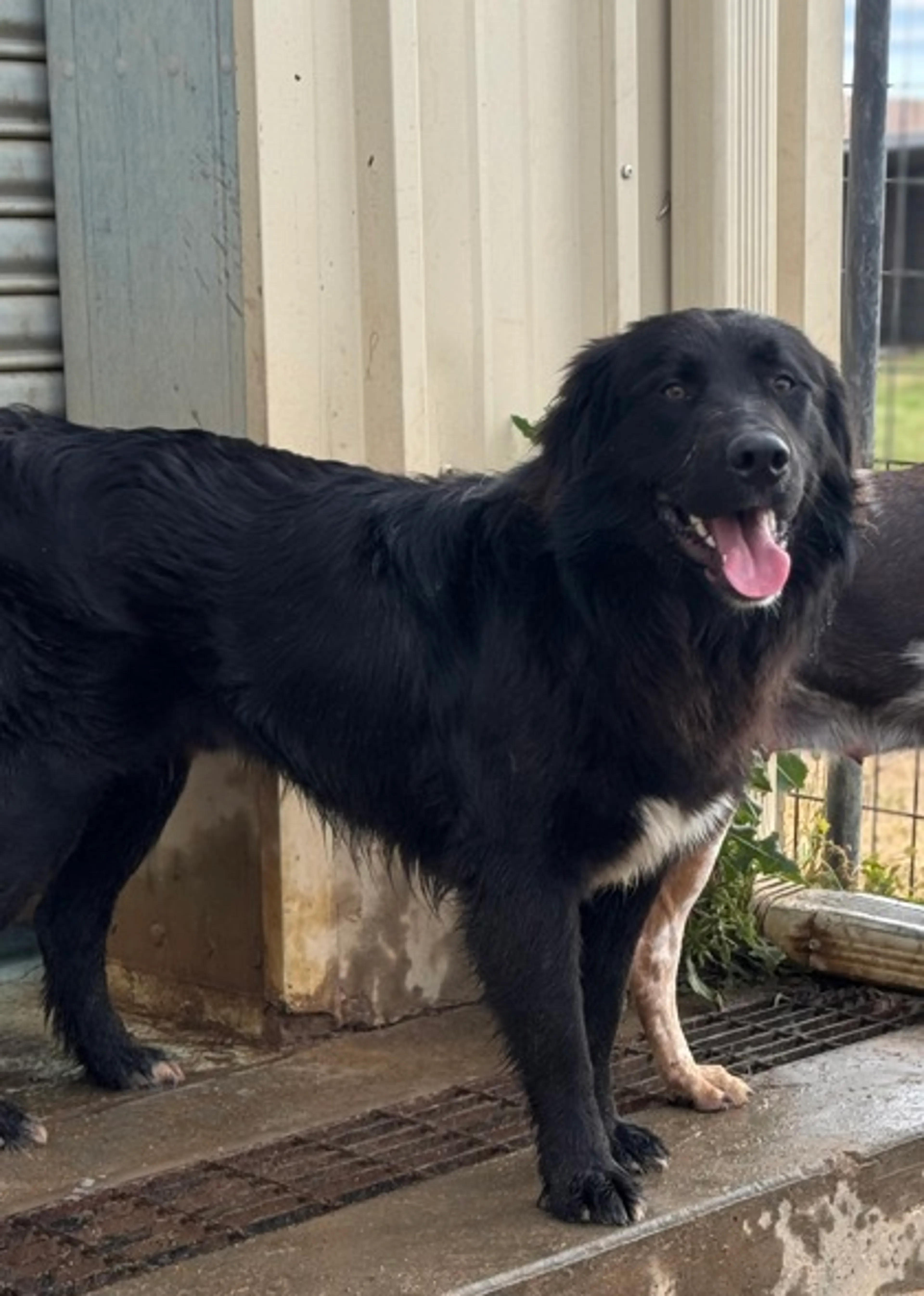 Found pet-1